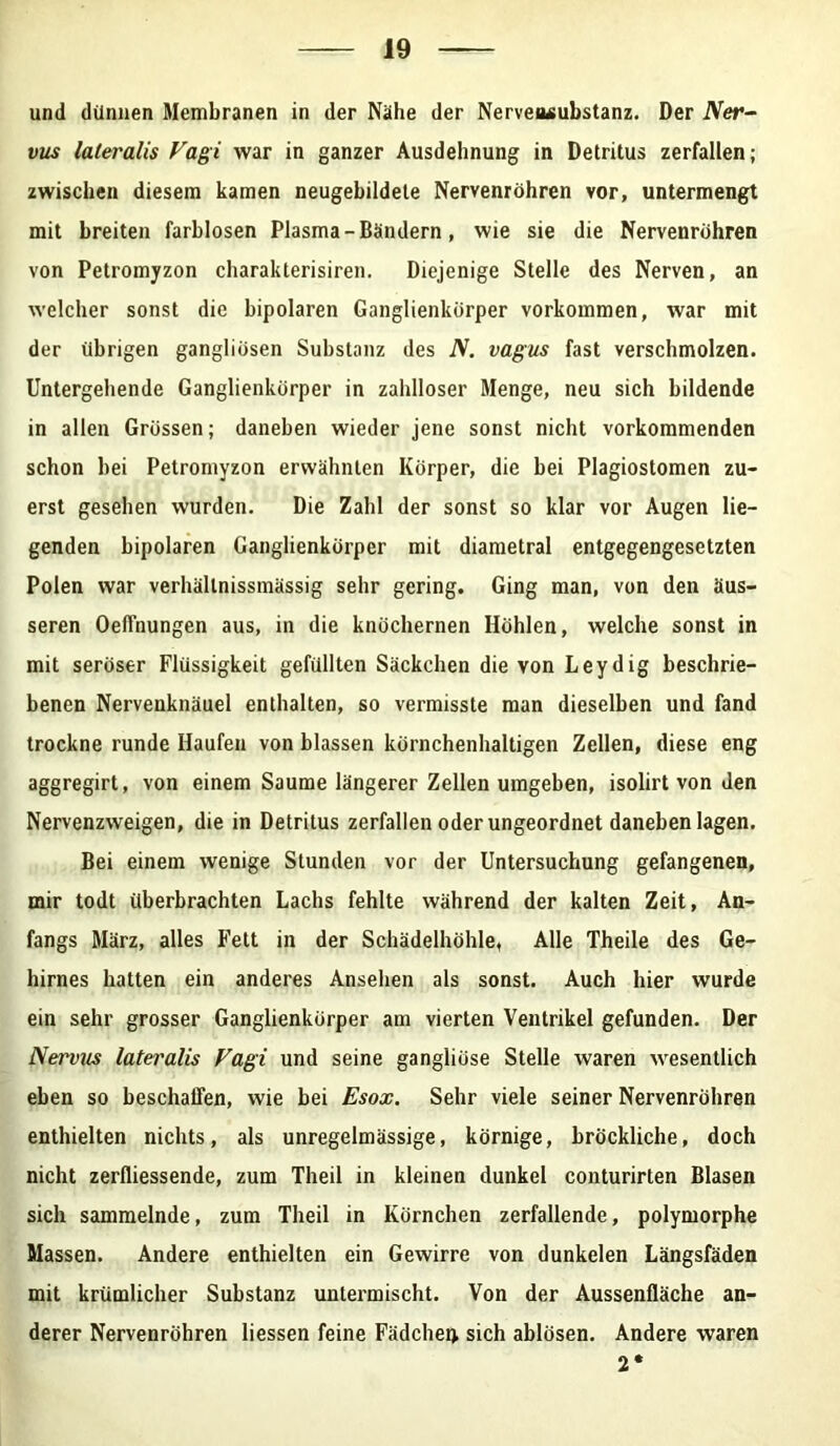 und dünnen Membranen in der Nähe der Nerveusubstanz. Der Ner- vus lateralis Vagi war in ganzer Ausdehnung in Detritus zerfallen; zwischen diesem kamen neugebildele Nervenröhren vor, untermengt mit breiten farblosen Plasma - Bändern, wie sie die Nervenröhren von Petromyzon charakterisiren. Diejenige Stelle des Nerven, an welcher sonst die bipolaren Ganglienkörper Vorkommen, war mit der (ihrigen gangliösen Substanz des N. vagus fast verschmolzen. Untergehende Ganglienkörper in zahlloser Menge, neu sich bildende in allen Grössen; daneben wieder jene sonst nicht vorkommenden schon hei Petromyzon erwähnten Körper, die hei Plagiostomen zu- erst gesehen wurden. Die Zahl der sonst so klar vor Augen lie- genden bipolaren Ganglienkörper mit diametral entgegengesetzten Polen war verhällnissmässig sehr gering. Ging man, von den äus- seren Oeffnungen aus, in die knöchernen Höhlen, welche sonst in mit seröser Flüssigkeit gefüllten Säckchen die von Leydig beschrie- benen Nervenknäuel enthalten, so vermisste man dieselben und fand trockne runde Haufen von blassen körnchenhaltigen Zellen, diese eng aggregirt, von einem Saume längerer Zellen umgeben, isolirt von den Nervenzweigen, die in Detritus zerfallen oder ungeordnet daneben lagen. Bei einem wenige Stunden vor der Untersuchung gefangenen, mir todt überbrachten Lachs fehlte während der kalten Zeit, An- fangs März, alles Fett in der Schädelhöhle, Alle Theile des Ge- hirnes hatten ein anderes Ansehen als sonst. Auch hier wurde ein sehr grosser Ganglienkürper am vierten Ventrikel gefunden. Der Nervus lateralis Vagi und seine gangliöse Stelle waren wesentlich eben so beschaffen, wie bei Esox. Sehr viele seiner Nervenröhren enthielten nichts, als unregelmässige, körnige, bröckliche, doch nicht zerfliessende, zum Theil in kleinen dunkel conturirten Blasen sich sammelnde, zum Theil in Körnchen zerfallende, polymorphe Massen. Andere enthielten ein Gewirre von dunkelen Längsfäden mit krümlicher Substanz untermischt. Von der Aussenfläche an- derer Nervenröhren liessen feine Fädchen sich ablösen. Andere waren 2*