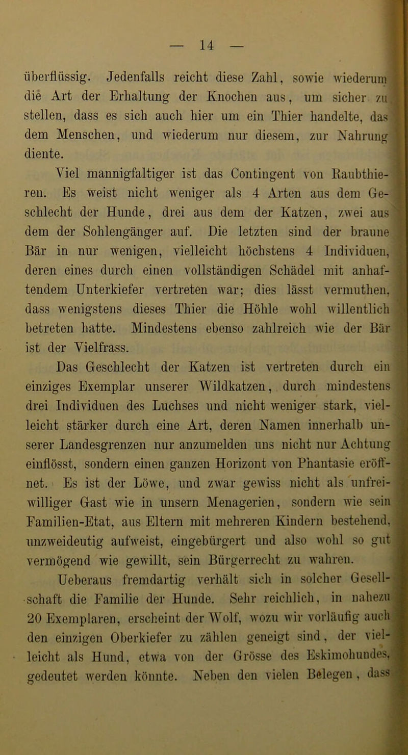 überflüssig. Jedenfalls reicht diese Zahl, sowie wiederum die Art der Erhaltung der Knochen aus, um sicher zu stellen, dass es sich auch hier um ein Thier handelte, das dem Menschen, und wiederum nur diesem, zur Nahrung diente. Viel mannigfaltiger ist das Contingent von Kaubthie- ren. Es weist nicht weniger als 4 Arten aus dem Ge- schlecht der Hunde, drei aus dem der Katzen, zwei aus dem der Sohlengänger auf. Die letzten sind der braune Bär in nur wenigen, vielleicht höchstens 4 Individuen, deren eines durch einen vollständigen Schädel mit anhaf- tendem Unterkiefer vertreten war; dies lässt vermuthen, dass wenigstens dieses Thier die Höhle wohl willentlich .* betreten hatte. Mindestens ebenso zahlreich wie der Bär ist der Yielfrass. Das Geschlecht der Katzen ist vertreten durch ein einziges Exemplar unserer Wildkatzen, durch mindestens drei Individuen des Luchses und nicht weniger stark, viel- leicht stärker durch eine Art, deren Namen innerhalb un- fl serer Landesgrenzen nur anzumelden uns nicht nur Achtung I eiuflösst, sondern einen ganzen Horizont von Phantasie eröft- 8 net. Es ist der Löwe, und zwar gewiss nicht als unfrei- 1 williger Gast wie in unsern Menagerien, sondern wie sein J Familien-Etat, aus Eltern mit mehreren Kindern bestehend, ■ unzweideutig aufweist, eingebürgert und also wohl so gut 9 vermögend wie gewillt, sein Bürgerrecht zu wahren. ■ Ueberaus fremdartig verhält sich in solcher Gesell- 9 Schaft die Familie der Hunde. Sehr reichlich, in nahezu* 20 Exemplaren, erscheint der Wolf, wozu wir vorläufig auch * den einzigen Oberkiefer zu zälilen geneigt sind, der viel- fl leicht als Hund, etwa von der Grösse des Eskimohundes, fl gedeutet werden könnte. Neben den vielen Belegen, dass fl