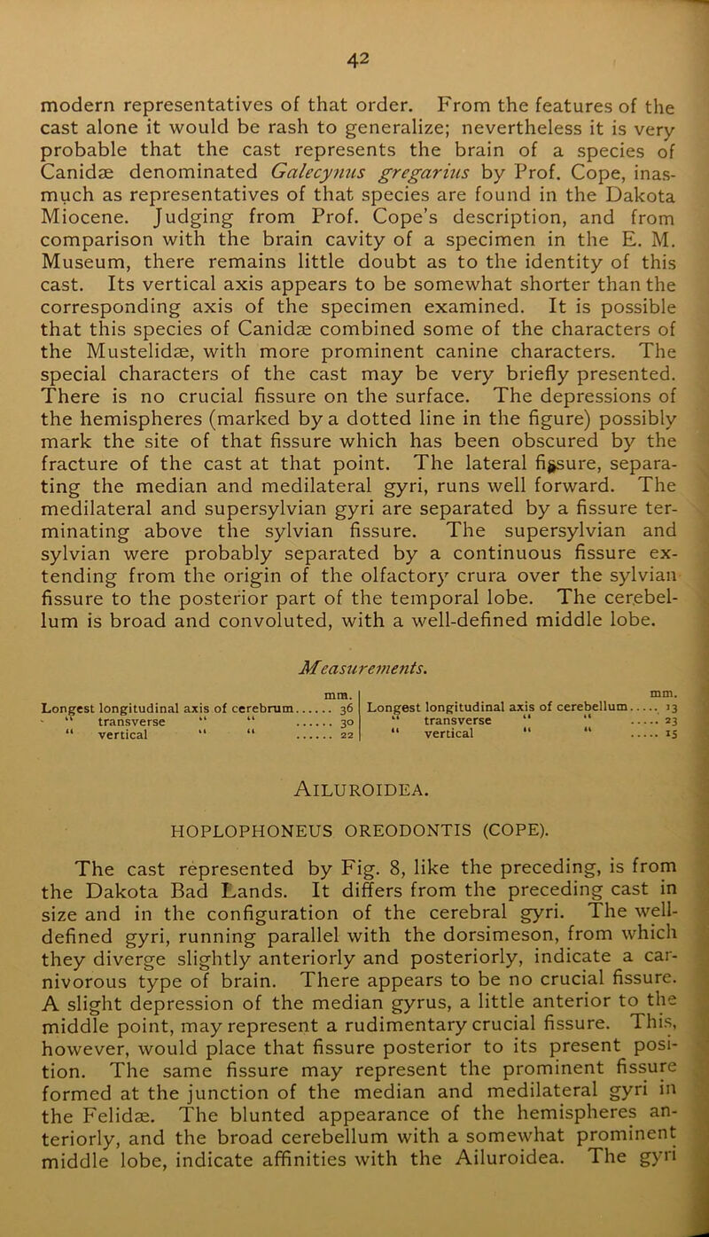 modern representatives of that order. From the features of the cast alone it would be rash to generalize; nevertheless it is very probable that the cast represents the brain of a species of Canidae denominated Galecyiius gregarius by Prof. Cope, inas- much as representatives of that species are found in the Dakota Miocene. Judging from Prof. Cope’s description, and from comparison with the brain cavity of a specimen in the E. M. Museum, there remains little doubt as to the identity of this cast. Its vertical axis appears to be somewhat shorter than the corresponding axis of the specimen examined. It is possible that this species of Canidae combined some of the characters of the Mustelidae, with more prominent canine characters. The special characters of the cast may be very briefly presented. There is no crucial fissure on the surface. The depressions of the hemispheres (marked by a dotted line in the figure) possibly mark the site of that fissure which has been obscured by the fracture of the cast at that point. The lateral figure, separa- ting the median and medilateral gyri, runs well forward. The medilateral and supersylvian gyri are separated by a fissure ter- minating above the sylvian fissure. The supersylvian and sylvian were probably separated by a continuous fissure ex- tending from the origin of the olfactory crura over the sylvian fissure to the posterior part of the temporal lobe. The cerebel- lum is broad and convoluted, with a well-defined middle lobe. Measu rejnents. mra. Longest longitudinal axis of cerebrum 36 “ transverse “ “ 30 “ vertical '• “ 22 mm. Longest longitudinal axis of cerebellum 13 “ transverse “ “ 23 “ vertical “ “ 15 Ailuroidea. HOPLOPHONEUS OREODONTIS (COPE). The cast represented by Fig. 8, like the preceding, is from the Dakota Bad Lands. It differs from the preceding cast in size and in the configuration of the cerebral gyri. The well- defined gyri, running parallel with the dorsimeson, from which they diverge slightly anteriorly and posteriorly, indicate a car- nivorous type of brain. There appears to be no crucial fissure. A slight depression of the median gyrus, a little anterior to the middle point, may represent a rudimentary crucial fissure. This, however, would place that fissure posterior to its present posi- tion. The same fissure may represent the prominent fissure formed at the junction of the median and medilateral gyri in the Felidae. The blunted appearance of the hemispheres an- teriorly, and the broad cerebellum with a somewhat prominent middle lobe, indicate affinities with the Ailuroidea. The gyri