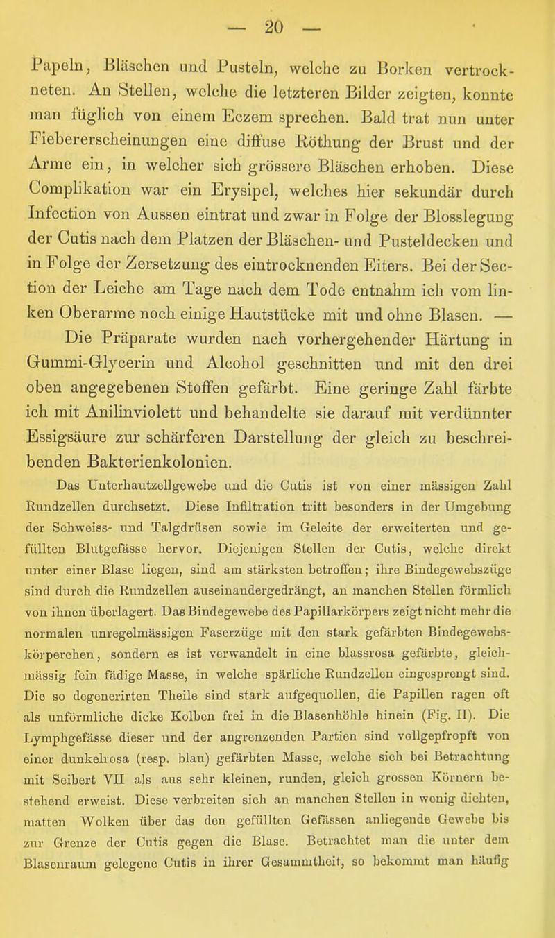 Papeln, Bläschen und Pusteln, welche zu Borken vertrock- neten. An Stellen, welche die letzteren Bilder zeigten, konnte man täglich von einem Eczem sprechen. Bald trat nun unter Fiebererscheinungen eine diffuse Röthung der Brust und der Arme ein, in welcher sieh grössere Bläschen erhoben. Diese Complikation war ein Erysipel, welches hier sekundär durch Infection von Aussen eintrat und zwar in Folge der Blosslegung der Cutis nach dem Platzen der Bläschen- und Pusteldecken und in Folge der Zersetzung des eintrocknenden Eiters. Bei derSec- tion der Leiche am Tage nach dem Tode entnahm ich vom lin- ken Oberarme noch einige Hautstücke mit und ohne Blasen. — Die Präparate wurden nach vorhergehender Härtung in Gummi-Glycerin und Alcohol geschnitten und mit den drei oben angegebenen Stoffen gefärbt. Eine geringe Zahl färbte ich mit Anilinviolett und behandelte sie darauf mit verdünnter Essigsäure zur schärferen Darstellung der gleich zu beschrei- benden Bakterienkolonien. Das Unterhautzellgewebe und die Cutis ist von einer massigen Zahl Rundzellen durchsetzt. Diese Infiltration tritt besonders in der Umgehung der Schweiss- und Talgdrüsen sowie im Geleite der erweiterten und ge- füllten Blutgefässe hervor. Diejenigen Stellen der Cutis, welche direkt unter einer Blase liegen, sind am stärksten betroffen; ihre Bindegewebszüge sind durch die Rundzellen auseinandergedrängt, an manchen Stellen förmlich von ihnen überlagert. Das Bindegewebe des Papillarkörpers zeigt nicht mehr die normalen unregelmässigen Faserzüge mit den stark gefärbten Bindegewebs- körperchen, sondern es ist verwandelt in eine blassrosa gefärbte, gleich- mässig fein fädige Masse, in welche spärliche Rundzellen eingesprengt sind. Die so degenerirten Theile sind stark aufgequollen, die Papillen ragen oft als unförmliche dicke Kolben frei in die Blasenhöhle hinein (Fig. II). Die Lymphgefasse dieser und der angrenzenden Partien sind vollgepfropft von einer dunkelrosa (resp. blau) gefärbten Masse, welche sich bei Betrachtung mit Seibert VII als aus sehr kleinen, runden, gleich grossen Körnern be- stehend erweist. Diese verbreiten sich an manchen Stellen in wenig dichten, matten Wolken über das den gefüllten Gefässen anliegende Gewebe bis zur Grenze der Cutis gegen die Blase. Betrachtet man die unter dem Blascnraum gelegene Cutis in ihrer Gesammtheit, so bekommt man häufig