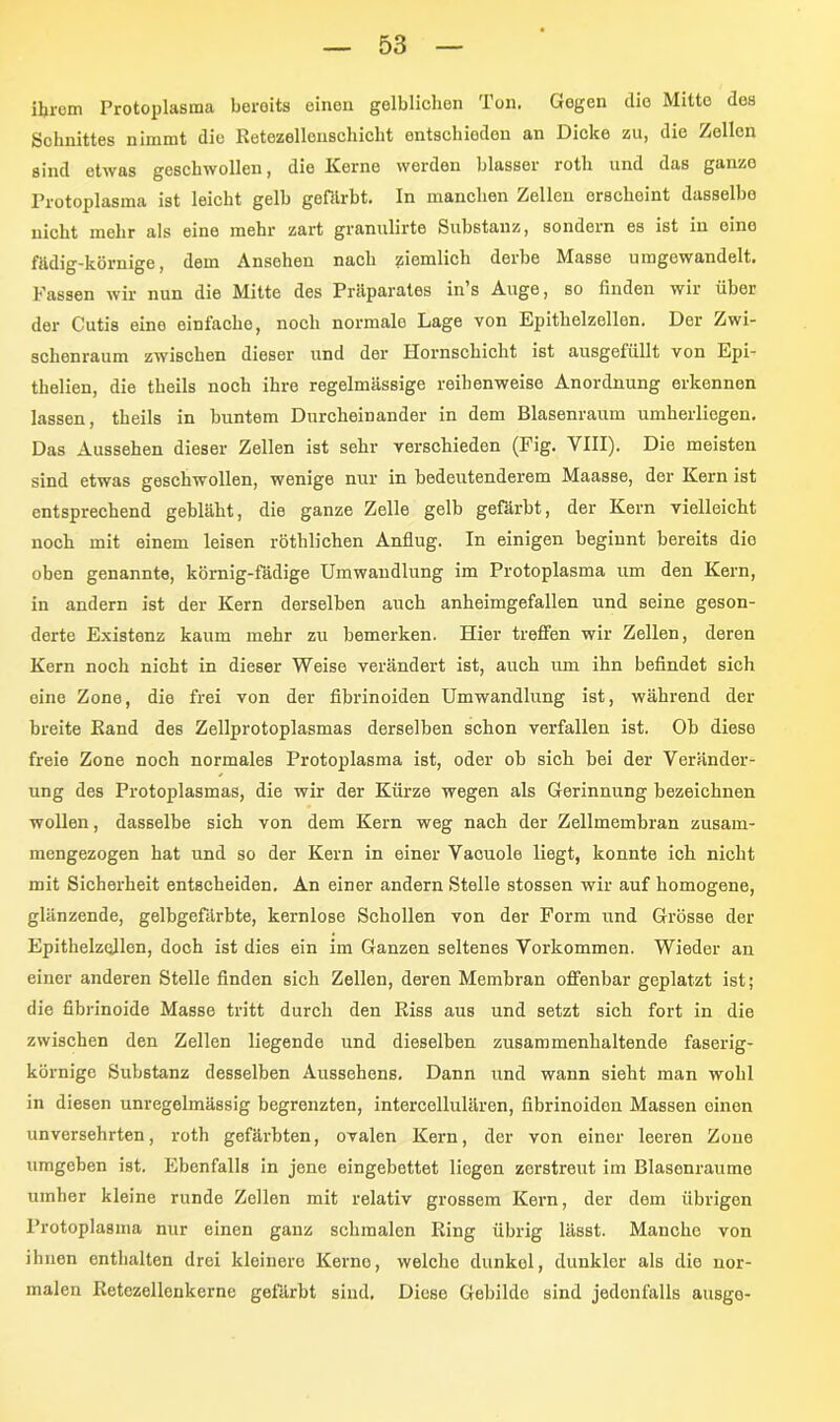 ihrem Protoplasma bereits oinen gelblichen Ton. Gogen die Mitte des Schnittes nimmt die Retezellcnschiclit entschieden an Dicke zu, die Zellen sind etwas geschwollen, die Kerne werden blasser rotli und das ganzo Protoplasma ist leicht gelb gefitrbt. In manchen Zellen erscheint dasselbe nicht mehr als eine mehr zart granulirte Substanz, sondern es ist in eine fiidig-körnige, dem Ansehen nach ziemlich derbe Masse umgewandelt. Fassen wir nun die Mitte des Präparates in s Auge, so finden wir über der Cutis eine einfacho, noch normale Lage von Epithelzellen. Der Zwi- schenraum zwischen dieser und der Hornschicht ist ausgefüllt von Epi- thelien, die theils noch ihre regelmässige reihenweise Anordnung erkennen lassen, theils in buntem Durcheinander in dem Blasenraum umherliegen. Das Aussehen dieser Zellen ist sehr verschieden (Fig. VIII). Die meisten sind etwas geschwollen, wenige nur in bedeutenderem Maasse, der Kern ist entsprechend gebläht, die ganze Zelle gelb gefärbt, der Kern vielleicht noch mit einem leisen röthlichen Anflug. In einigen beginnt bereits die oben genannte, körnig-fädige Umwandlung im Protoplasma um den Kern, in andern ist der Kern derselben auch anheimgefallen und seine geson- derte Existenz kaum mehr zu bemerken. Hier treffen wir Zellen, deren Kern noch nicht in dieser Weise verändert ist, auch um ihn befindet sich eine Zone, die frei von der fibrinoiden Umwandlung ist, während der breite Rand des Zellprotoplasmas derselben schon verfallen ist. Oh diese freie Zone noch normales Protoplasma ist, oder ob sich hei der Veränder- ung des Protoplasmas, die wir der Kürze wegen als Gerinnung bezeichnen wollen, dasselbe sich von dem Kern weg nach der Zellmembran zusam- mengezogen hat und so der Kern in einer Vacuole liegt, konnte ich nicht mit Sicherheit entscheiden. An einer andern Stelle stossen wir auf homogene, glänzende, gelbgefärbte, kernlose Schollen von der Form und Grösse der Epithelzollen, doch ist dies ein im Ganzen seltenes Vorkommen. Wieder an einer anderen Stelle finden sich Zellen, deren Membran offenbar geplatzt ist; die fibrinoide Masse tritt durch den Riss aus und setzt sich fort in die zwischen den Zellen liegende und dieselben zusammenhaltende faserig- körnige Substanz desselben Aussehens. Dann und wann sieht man wohl in diesen unregelmässig begrenzten, intercellulären, fibrinoiden Massen einen unversehrten, roth gefärbten, ovalen Kern, der von einer leeren Zone umgeben ist. Ebenfalls in jene eingebettet liegen zerstreut im Blasenraume umher kleine runde Zellen mit relativ grossem Kern, der dem übrigen Protoplasma nur einen ganz schmalen Ring übrig lässt. Manche von ihnen enthalten drei kleinere Kerne, welche dunkel, dunkler als die nor- malen Retezellenkerne gefärbt sind. Diese Gebilde sind jedenfalls ausge-