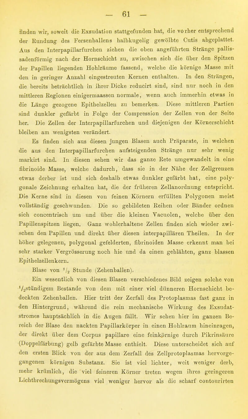 finden wir, soweit die Exsudation stattgofunden hat, die vorher entsprechend der Rundung des Fersenballens halbkugelig gewölbte Cutis abgeplattet. Aus den Interpapillarfurclien ziehon die oben angeführten Stränge pallis- sadentormig nach der Hornschicht zu, zwischen sich die über den Spitzen der Papillon liegenden Hohlräume fassend, welche die körnige Masse mit den in geringer Anzahl eingestreuten Kernen enthalten. In den Strängen, die bereits beträchtlich in ihrer Dicke reducirt sind, sind nur noch in den mittleren Regionen einigermaasson normale, wenn auch immerhin etwas in die Länge gezogene Epithelzellen zu bemerken. Diese mittleren Partien sind dunkler gefärbt in Folge der Compression der Zellen von der Seite her. Die Zellen der Intcrpapillarfurchen und diejenigen der Körnerschicht bleiben am wenigsten verändert. Es finden sich aus diesen jungen Blasen auch Präparate, in welchen die aus den Interpapillarfurchen aufsteigenden Stränge nur sehr wenig markirt sind. In diesen sehen wir das ganze Rete umgewandelt in eine fibrinoide Masse, welche dadurch, dass sie in der Nähe der Zollgrenzen etwas derber ist und sich deshalb etwas dunkler gefärbt hat, eine poly- gonale Zeichnung erhalten hat, die der früheren Zellanordnung entspricht. Die Kerne sind in diesen von feinen Körnern erfüllten Polygonen meist vollständig geschwunden. Die so gebildeten Reihen oder Bänder ordnen sich concentrisch um und über die kleinen Vacuolen, welche über den Papillenspitzen liegen. Ganz wohlerhaltene Zellen finden sich wieder zwi- schen den Papillen und direkt über diesen interpapillären Theilen. In der höher gelegenen, polygonal gefelderten, fibrinoiden Masse erkennt man bei sehr starker Vergrösserung noch hie und da einen geblähten, ganz blassen Epithelzellenkern. Blase von V2 Stunde (Zehenballen). Ein wesentlich von diesen Blasen verschiedenes Bild zeigen solche von V2stündigem Bestände von dem mit einer viel dünneren Hornschicht be- deckten Zehenballen. Hier tritt der Zerfall des Protoplasmas fast ganz in den Hintergrund, während die rein mechanische Wirkung des Exsudat- stromes hauptsächlich in die Augen fällt. Wir sehen hier im ganzen Be- reich der Blase den nackten Papillarkörper in einen Hohlraum hineinragen, der direkt über dem Corpus papillare eine feinkörnige durch Pikrinsäure (Doppelfärbung) gelb gefärbte Masse enthielt. Diese unterscheidet sich auf den ersten Blick von der aus dem Zerfall des Zellprotoplasmas hervorge- gangenen körnigen Substanz. Sie ist viel lichter, weit weniger derb, mehr krümlich, die viel feineren Körner treten wogen ihres geringeren Lichtbrechungsvermögens viel weniger hervor als die scharf contourirten