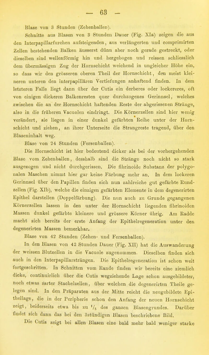 Blase von 3 Stunden (Zebenballon). Schnitte aus Blasen von 3 Stunden Dauer (Fig. XIa) zeigen die aus den Interpapillarfuvchen aufsteigenden, aus verlängerten und comprimirten Zellen bestehenden Balken äusserst dünn aber noch gerade gestreckt, oder dieselben sind wellenförmig bin und hergebogen und roissen schliesslich dem übermässigen Zug der Hornschicht weichend in ungleicher Höhe ein, so dass wir den grösseren oberen Theil der Hornschicht, den meist klei- neren unteren den interpapilläron Vertiefungen anhaftend finden. In dem letzteren Falle liegt dann über der Cutis ein derberes oder lockereres, oft von einigen dickeren Balkonresten quer durchzogenes Gerinnsel, welches zwischen die an der Hornschicht haftenden Beste der abgerissenen Stränge, also in die früheren Vacuolen eindringt. Die Körnerzellen sind hier wenig verändert, sie liegen in einer dunkel gefärbten Reihe unter der Horn- schicht und ziehen, an ihrer Unterseite die Strangreste tragend, über den Blaseninhalt weg. Blase von 24 Stunden (Fersenballen). Die Hornschicht ist hier bedeutend dicker als bei der vorhergehenden Blase vom Zehenballen, desshalb sind die Stränge noch nicht so stark ausgezogen und nicht durchgerissen. Die fibrinoide Substanz der polygo- nalen Maschen nimmt hier gar keine Färbung mehr an. In dem lockeren Gerinnsel über den Papillen finden sich nun zahlreiche gut gefärbte Bund- zellen (Fig. Xlb), welche die einzigen gefärbten Elemente in dem degenerirten Epithel darstellen (Doppelfärbung). Die nun auch zu Grunde gegangenen Kürnerzellen lassen in den unter der Hornschicht liegenden fibrinoiden Massen dunkel gefärbte kleinere und grössere Körner übrig. Am Badde macht sich bereits der erste Anfang der Epithelregeneration unter den degenerirten Massen bemerkbar, Blase von 42 Stunden (Zehen- und Fersenballen). In den Blasen von 42 Stunden Dauer (Fig. XII) hat die Auswanderung der weissen Blutzellen in die Vacuole zugenommen. Dieselben finden sich auch in den Interpapillarsträngen. Die Epithelregeneration ist schon weit fortgeschritten. In Schnitten vom Bande finden wir bereits eine ziemlich dicke, continuirlich über die Cutis wegziehende Lage schon ausgebildeter, noch etwas Zarter Stachelzellen, über welchen die degenerirten Tlieile ge- legen sind. In den Präparaten aus der Mitte reicht die neugebildetc Epi- thellage, die in der Peripherie schon den Anfang der neuen Hornschicht zeigt, beiderseits etwa bis zu */j des ganzen Blasengrundes. Darüber findet sich dann das bei den Sstiindigcn Blasen beschriebene Bild. Die Cutis zeigt bei allen Blasen eine bald mehr bald weniger starke