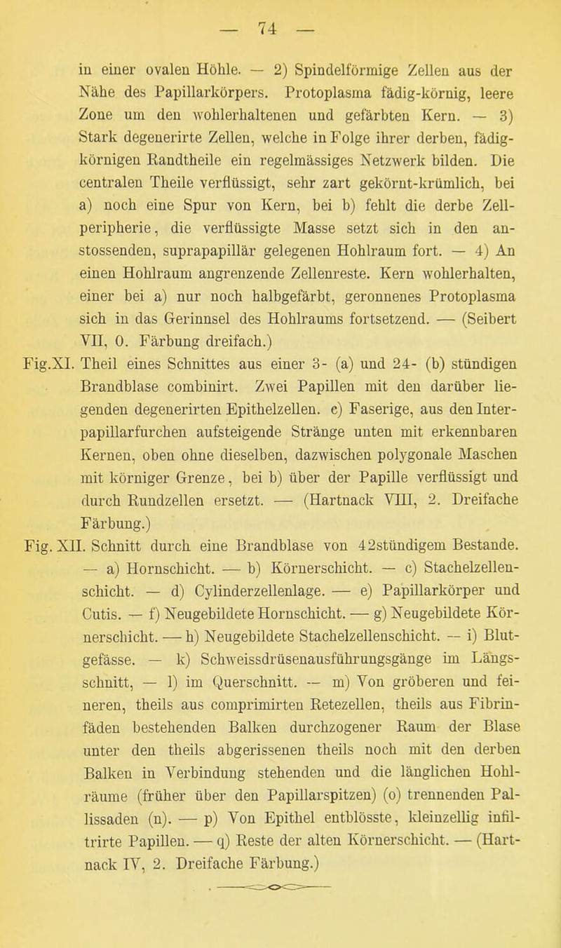 in einer ovalen Höhle. — 2) Spindelförmige Zellen aus der Nähe des Papillarkörpers. Protoplasma fädig-körnig, leere Zone um den wohlerhaltenen und gefärbten Kern. — 3) Stark degenerirte Zellen, welche in Folge ihrer derben, fädig- körnigen Randtheile ein regelmässiges Netzwerk bilden. Die centralen Theile verflüssigt, sehr zart gekörnt-krümlich, bei a) noch eine Spur von Kern, bei b) fehlt die derbe Zell- peripherie, die verflüssigte Masse setzt sich in den an- stossenden, suprapapillär gelegenen Hohlraum fort. — 4) An einen Hohlraum angrenzende Zellenreste. Kern wohlerhalten, einer bei a) nur noch halbgefärbt, geronnenes Protoplasma sich in das Gerinnsel des Hohlraums fortsetzend. — (Seibert YH, 0. Färbung dreifach.) Fig.XI. Theil eines Schnittes aus einer 3- (a) und 24- (b) ständigen Brandblase combinirt. Zwei Papillen mit den darüber lie- genden degenerirten Epithelzellen, e) Faserige, aus den Inter - papillarfurchen aufsteigende Stränge unten mit erkennbaren Kernen, oben ohne dieselben, dazwischen polygonale Maschen mit körniger Grenze, bei b) über der Papille verflüssigt und durch Rundzellen ersetzt. — (Hartnack VHI, 2. Dreifache Färbung.) Fig. XII. Schnitt durch eine Brandblase von 4 2stündigem Bestände. — a) Hornschicht. — b) Körnerschicht. — c) Stachelzellen- schicht. — d) Cylinderzellenlage. — e) Papillarkörper und Cutis. — f) Neugebildete Hornschicht. — g) Neugebildete Kör- nerschicht. — h) Neugebildete Stachelzellenschicht. — i) Blut- gefässe. — k) Schweissdrüsenausführungsgänge im Längs- schnitt, — 1) im Querschnitt. — m) Yon gröberen und fei- neren, theils aus comprimirten Retezellen, theils aus Fibrin- fäden bestehenden Balken durchzogener Raum der Blase unter den theils abgerissenen theils noch mit den derben Balken in Verbindung stehenden und die länglichen Hohl- räume (früher über den Papillarspitzen) (o) trennenden Pal- lissaden (n). — p) Yon Epithel entblösste, kleinzellig intil- trirte Papillen. — q) Reste der alten Körnerschicht. — (Hart- nack IY, 2. Dreifache Färbung.)