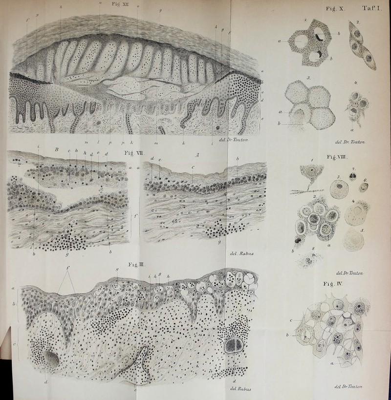 Fig.X. Dr Toaton del Dr. Toaton, (UL. Rai) u-s deL.Dr.Toutoiv del Dr Tou ton