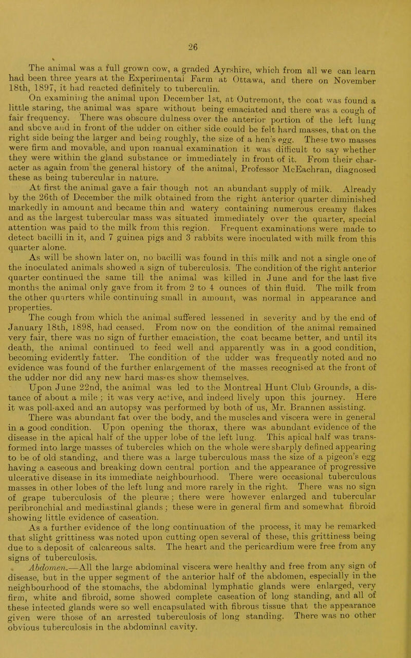 The animal was a full grown cow, a graded Ayrshire, which from all we can learn had been three years at the Experimental Farm at Ottawa, and there on November 18th, 1897, it had reacted definitely to tuberculin. On examining the animal upon December 1st, at Outremont, the coat was found a little staring, the animal was spare without being emaciated and there was a cough of fair frequency. There was obscure dulness over the anterior portion of the left°lung and above and in front of the udder on either side could be felt hard masses, that on the right side being the larger and being roughly, the size of a hems egg. These two masses were firm and movable, and upon manual examination it was difficult to say whether they were within the gland substance or immediately in front of it. From their char- acter as again from the general history of the animal, Professor McEachran, diagnosed these as being tubercular in nature. At first the animal gave a fair though not an abundant supply of milk. Already by the 26th of December the milk obtained from the right anterior quarter diminished markedly in amount and became thin and watery containing numerous creamy Hakes and as the largest tubercular mass was situated immediately over the quarter, special attention was paid to the milk from this region. Frequent examinations were made to detect bacilli in it, and 7 guinea pigs and 3 rabbits were inoculated with milk from this quarter alone. As will be shown later on, no bacilli was found in this milk and not a single one of the inoculated animals showed a sign of tuberculosis. The condition of the right anterior quarter continued the same till the animal was killed in June and for the last five months the animal only gave from it from 2 to 4 ounces of thin fluid. The milk from the other quarters while continuing small in amount, was normal in appearance and properties. The cough from which the animal suffered lessened in severity and by the end of January 18th, 1898, had ceased. From now on the condition of the animal remained very fair, there was no sign of further emaciation, the coat became better, and until its death, the animal continued to feed well and apparently was in a good condition, becoming evidently fatter. The condition of the udder was frequently noted and no evidence was found of the further enlargement of the masses recognised at the front of the udder nor did any new hard masses show themselves. Upon June 22nd, the animal was led to the Montreal Hunt Club Grounds, a dis- tance of about a mile ; it was very active, and indeed lively upon this journey. Here it was poll-axed and an autopsy was performed by both of us, Mr. Brannen assisting. There was abundant fat over the body, and the muscles and viscera were in general in a good condition. Upon opening the thorax, there was abundant evidence of the disease in the apical half of the upper lobe of the left lung. This apical half was trans- formed into large masses of tubercles which on the whole were sharply defined appearing to be of old standing, and there was a large tuberculous mass the size of a pigeon’s egg having a caseous and breaking down central portion and the appearance of progressive ulcerative disease in its immediate neighbourhood. There were occasional tuberculous masses in other lobes of the left lung and more rarely in the right. There was no sign of grape tuberculosis of the pleune; there were however enlarged and tubercular peribronchial and mediastinal glands; these were in general firm and somewhat fibroid showing little evidence of caseation. As a further evidence of the long continuation of the process, it may be remarked that slight grittiness was noted upon cutting open several of these, this grittiness being due to a deposit of calcareous salts. The heart and the pericardium were free from any signs of tuberculosis. Abdomen.—All the large abdominal viscera were healthy and free from any sign of disease, but in the upper segment of the anterior half of the abdomen, especially in the neighbourhood of the stomachs, the abdominal lymphatic glands were enlarged, very firm, white and fibroid, some showed complete caseation of long standing, and all of these intected glands were so well encapsulated with fibrous tissue that the appearance given were those of an arrested tuberculosis of long standing. There was no other obvious tuberculosis in the abdominal cavity.