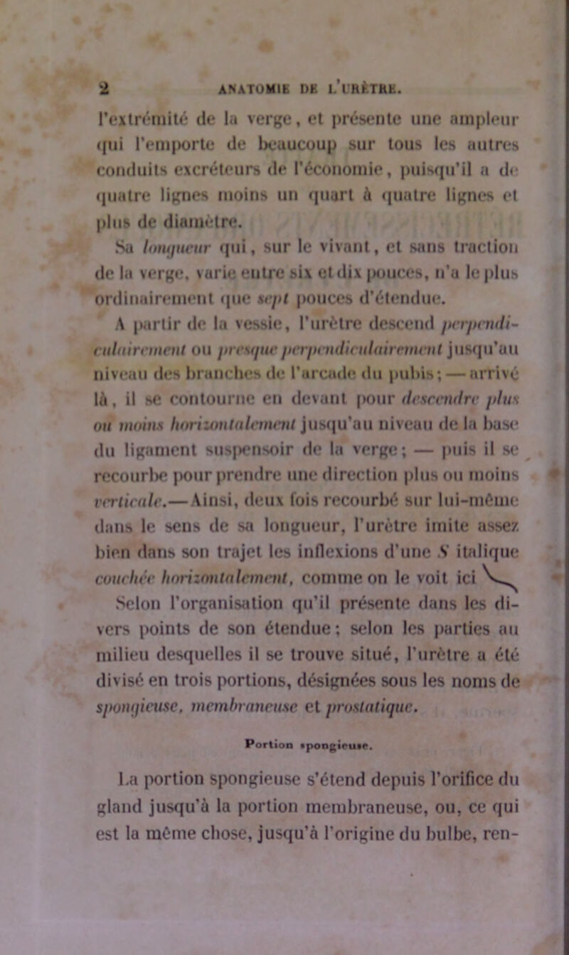 l’extrôraité de la verge, et présente une ampleur qui remporte de beaucoup sur tous les autres conduits excréteurs de l'économie, puisqu’il a dr quatre lignes moins un quart à quatre lignes et plus de diamètre. Sa lotujucur qui, sur le vivant, et sans traction de la verge, varie eutre six et dix pouces, n’a le plus ordinairement que sept pouces d’étendue. A partir de la vessie, l’urètre descend perpendi- culairement ou prc\(ptc perpendiculairement jusqu’au niveau des branches de l’arcade du pubis; — arrivé là, il se contourne en devant pour descendre plus ou moins horizontalement jusqu'au niveau de la base du ligament suspensoir de la verge; — puis il se recourbe pour prendre une direction plus ou moins verticale.— Ainsi, deux fois recourbé sur lui-même dans le sens de sa longueur, l’urètre Imite assez bien dans son trajet les inflexions d’une V italique couchée horizontalement, comme on le voit ici Selon l’organisation qu’il présente dans les di- vers points de son étendue; selon les parties au milieu desquelles il se trouve situé, l’urètre a été divisé en trois portions, désignées sous les noms de spongieuse, membraneuse et prostatique. Portion npongiruie. La portion spongieuse s’étend depuis l’orifice du gland jusqu’à la portion membraneuse, ou, ce qui est la même chose, jusqu’à l’origine du bulbe, ren-