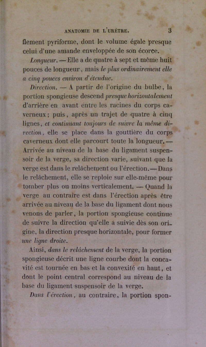 flement pyriforme, dont le volume égale presque celui d’une amande enveloppée de son écorce. Longueur. — Elle a de quatre à sept et même huit pouces de longueur, mais le plus ordinairement elle a cinq pouces environ d'étendue. Direction. — A partir de l’origine du bulbe, la portion spongieuse descend presque horizontalement d’arrière en avant entre les racines du corps ca- verneux ; puis, après un trajet de quatre à cinq lignes, et continuant toujours de suivre la meme di- rection, elle se place dans la gouttière du corps caverneux dont elle parcourt toute la longueur.— Arrivée au niveau de la base du ligament suspen- soir de la verge, sa direction varie, suivant que la verge est dans le relâchement ou l’érection.—Dans le relâchement, elle se reploie sur elle-même pour tomber plus ou moins verticalement. — Quand la verge au contraire est dans l’érection après être arrivée au niveau de la base du ligament dont nous venons de parler, la portion spongieuse continue de suivre la direction qu’elle a suivie dès son ori- gine, la direction presque horizontale, pour former une ligne droite. Ainsi, dans le relâchement de la verge, la portion spongieuse décrit une ligne courbe dont la conca- vité est tournée en bas et la convexité en haut, et dont le point central correspond au niveau de la base du ligament suspensoir de la verge. Dans l’érection, au contraire, la portion spon-