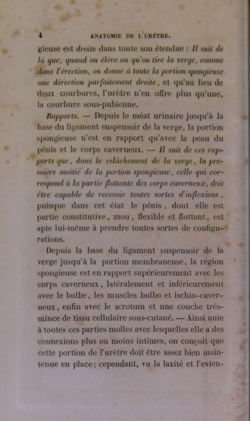 gieuse est droite dans toute son étendue : Il suit tle lu que, quand on élève ou quon lire lu verge, comme dans Cérection, on donne à toute lu jtoriion spongieuse une direction parfaitement droite, et qu’au lieu de deux courbures, l’urètre n’en oflre plus qu’une, la courbure sous-pubienne. Rapports, — Depuis le méat urinaire jusqu'à la hase du ligament suspensoir de la verge, la portion spongieuse n’est en rapport qu'avec la peau du pénis et le corps caverneux. — Il suit de ces rup- f/orts que, dons le relâchement de lu verge, la pre- mière moitié de lu portion spongieuse, celle (pii cor- respond à lu partie pot toute des corps caverneux, doit être capable de recevoir toutes sortes d'inflexions , puisque dans cet état le pénis , dont elle est jHirlic constitutive, mou, flexible et flottant, est apte lui-même à prendre toutes sortes de configu- rations. Depuis la Iwse du ligament suspensoir de la verge jusqu'à la portion membraneuse, la région >pongieusc est en rapport supérieurement avec les corps caverneux, latéralement et inférieurement avec le bulbe, les muscles bulbo et ischio-caver- neux , enfin avec le scrotum et une couche très- inince de tissu cellulaire sous-cutané. — Ainsi unie $ à toutes ces parties molles avec lesquelles elle a des connexions plus ou moins intimes, on conçoit que cette portion de l’urètre doit être assez bien main- tenue en place; cependant, vu la laxité et l’exten-