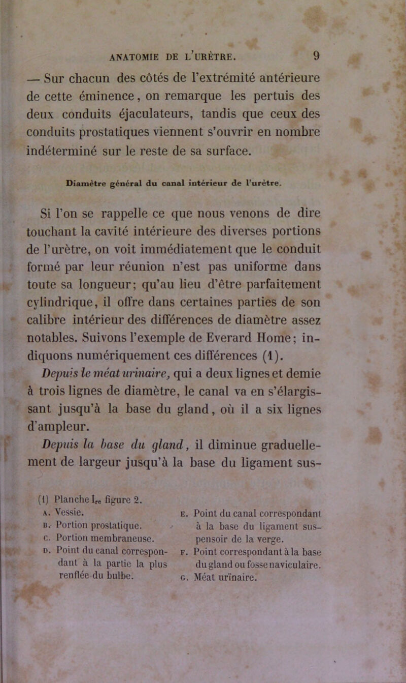 — Sur chacun des côtés de l’extrémité antérieure de cette éminence, on remarque les pertuis des deux conduits éjaculateurs, tandis que ceux des conduits prostatiques viennent s’ouvrir en nombre indéterminé sur le reste de sa surface. Diamètre général du canal intérieur de l’urètre. Si l’on se rappelle ce que nous venons de dire touchant la cavité intérieure des diverses portions de F urètre, on voit immédiatement que le conduit formé par leur réunion n’est pas uniforme dans toute sa longueur; qu’au lieu d’être parfaitement cylindrique, il offre dans certaines parties de son calibre intérieur des différences de diamètre assez notables. Suivons l’exemple de Everard Home; in- diquons numériquement ces différences (1). Depuis le méat urinaire, qui a deux lignes et demie à trois lignes de diamètre, le canal va en s’élargis- sant jusqu’à la base du gland, où il a six lignes d'ampleur. Depuis la base du gland, il diminue graduelle- ment de largeur jusqu’à la base du ligament sus- (1) Planche lre figure 2. a. Vessie. e. Point du canal correspondant u. Portion prostatique. à la base du ligament sus— c. Portion membraneuse. pensoir de la verge. d. Point du canal correspon- f. Point correspondant à la base dant à la partie la plus du gland ou fosse naviculaire. renflée du bulbe. c. Méat urinaire.