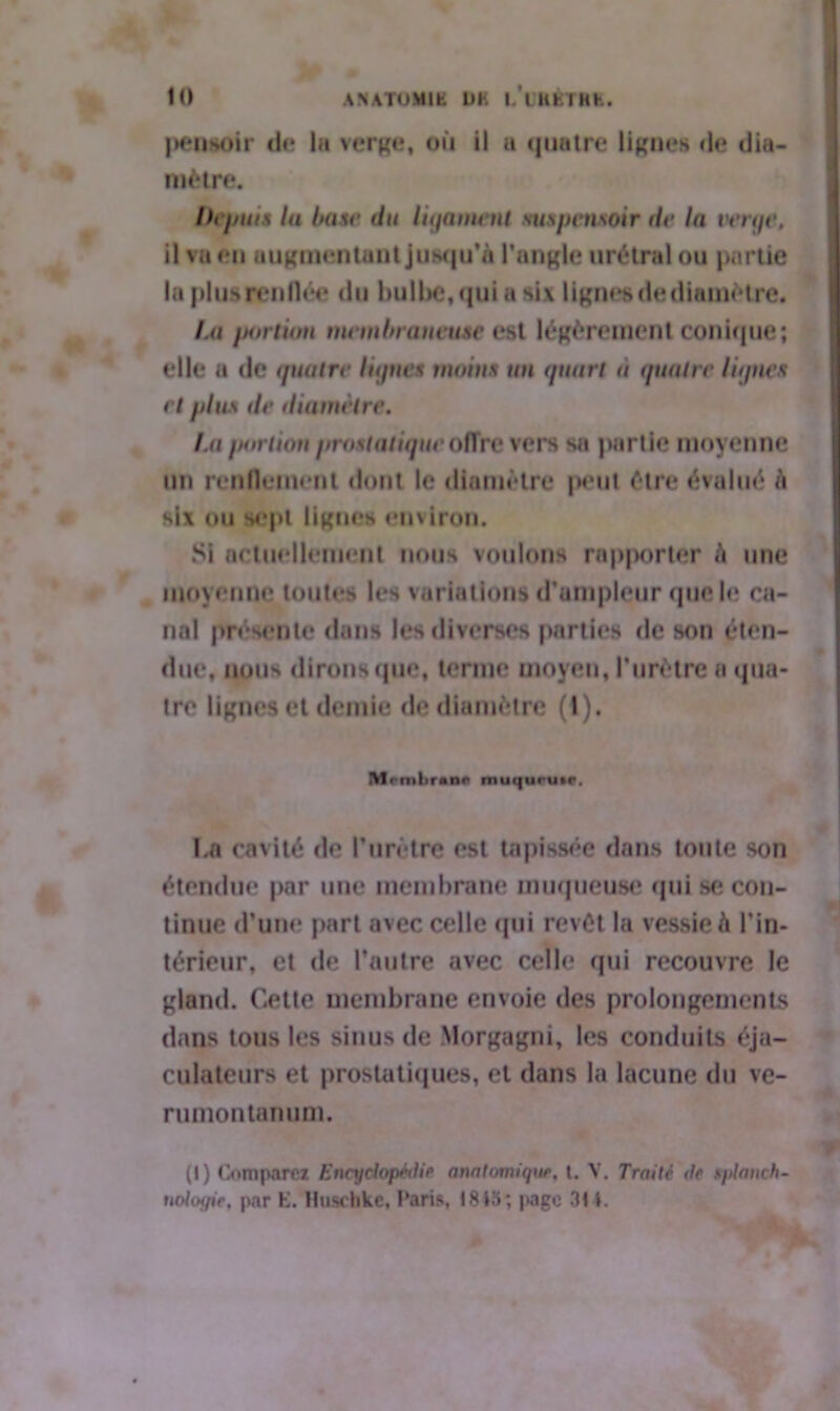 pensoir de la verge, où il u quatre lignes de dia- mètre. Depuis lu buse du ligament mtspenxoir de la verge. il va en augmentant jusqu'à l’angle urétral ou partie la plus renflée du bulbe,quiasix lignes de diamètre. Lu portion membraneuse est légèrement conique ; elle a de quatre lignes moins un quart à quatre lignes et plus de diamètre. La portion prostatique offre vers sa partie moyenne un renflement dont le diamètre peut être évalué h six ou sept lignes environ. SI actuellement nous voulons rapporter h une moyenne toutes les variations d’ampleur que le ca- nal présente dans les diverses parties de son éten- due, nous dirons que, terme moyen, l’urètre a qua- tre lignes et demie de diamètre (1). Membrane muquruir, î.n cavité de l’urètre est tapissée dans toute son étendue par une membrane muqueuse qui se con- tinue d’une part avec celle qui revêt la vessie à l’in- térieur, et de l’autre avec celle qui recouvre le gland. Cette membrane envoie des prolongements dans tous les sinus de Morgagni, les conduits éja- culateurs et prostatiques, et dans la lacune du vc- rumontanum. (I) Comparez Encydopkiie anatomique, t. V. Traite de splanch- noiogie, par E. Huschke, Pari», 1815; page 31 i.