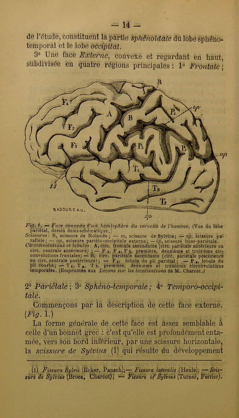 de l’étude, constituent la partie sphénoïdale du lobé spliéiio- temporal et le lobe occipital. 3“ Une face Externe, convexe et regardant en haut, subdivisée en quatre régions principales : Frontale ; -Pÿ.;. •. Face conveoée. d’u'A hémisphère du cervecM de l'homme: (Vue du lobe pariétal, dessin demi-schêmâtiqùe.) Scissi^es: R, scissure de Rolande; — ss, scissure de Sylvius; — s^; scissure pa- jallèle; — op, scissure pariéto-occipitale externe;—ip, scissure inter-pariétale. Circ'ônvolùtiôns et lobules : A; clro. frontale ascendante (cire, pariétale antérieure ou cire, centrale antérieuréj ;—_F ,, F a,_F3, première, deuxième et troisième cir- convolutions frontales; — B; cire, pariétale ascendante (cire; pariétale posiérieurè op cire, centrale postérieure) ; — P,, lobule du pli pariétal ; — P ,, lobule du pli courbe; — T,, T», Ta, première, deuxième et troisième circonvolutions temporales. (Empruntée aux Leçons sur les localisations de M. Charcot.,) 2° Pàriétalë ; 3 Sphéno-temporale ; 4° Temporo-occipi- talè. Commençons par là description de cette face externe. [Fïg. 1.) La forme générale de cetté face est assez semblable â celle d’un bonnet grée : c’est qu’elle est profondément enta- mée, vers son bord inférieur, par une scissure horizontale, la scissure de Sylvius (1) qui résulte du développement (l) Fissura Syhii (Ecker, Pansch);-- Fissura lateralis (Henle);.— Scis- sun de Sÿlvms (jhàrcdt); Fissure (Turnéf, Ferrier).