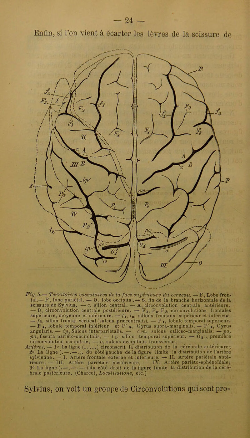 Enfin, si l’on vient à écarter les lèvres de la scissure de Fig. 5.— Territoires vasculaires de la face supérieure du cerveau. — F, Lobe fron- tal.— P, lobe pariétal. — O, lobe occipital.— S, fin de la branche horizontale de la scissure de Sylvius. —c, sillon central. — A, circonvolution centrale antérieure. — B, circonvolution centrale postérieure. — Fi, Fj, Fs, circonvolutions frontales supérieure, moyenne et inférieure.—ftifa, sillons frontaux supérieur et inférieur. — /s, sillon frontal vertical (sulcus præcentralis). — Pi, lobule temporal supérieur. — P ,, lobule temporal inférieur et P’ », Gyrus supra-marginalis. — P’ », Gyru* angularis.— 1^,8010113 interparietalis. — cm, sulcus calloso-marginalis. —po, ^o, fissura pariéto-occipitalis. — 11, sillon temporal supérieur. — O, , première circonvolution occipitale. — o, sulcus occipitalis iransversus. Artères. — 1° La ligne ( ) circonscrit la distribution de la cérébrale antérieure; 2» La ligne (. —. —.), du côté gauche de la figure limite la distribution de l’artère sylvienne. — I. Artère frontale externe et inférieure. — IL Artère pariétale anté- rieure. — ni. Artère pariétale postérieure. — IV. Artère pariéto-sphénoïdale; 3° La ligne (.—.—. —.) du côté droit de la figure limite la distribution de la céré- brale postérieure. {Charcot, Localisations, etc.) Sylvius, on voit un groupe de Circonvolutions qui sont pro-