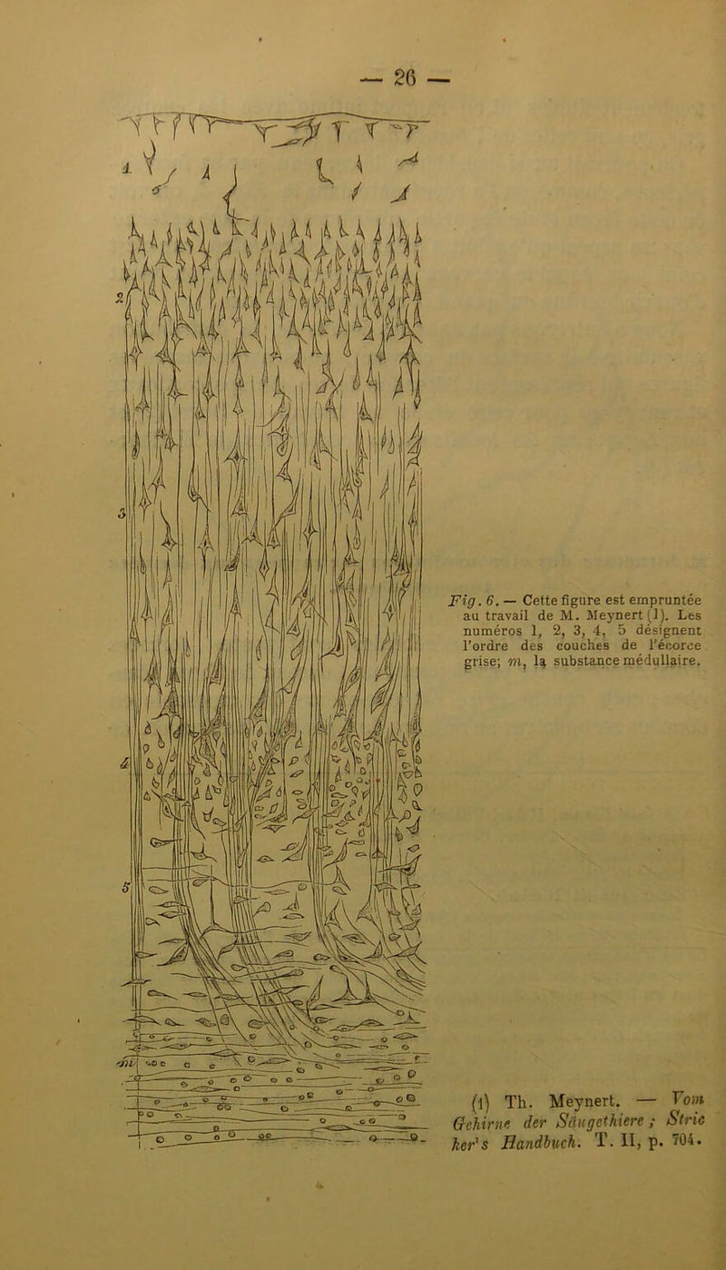 Fig. 6. — Cette figure est empruntée au travail de M. Meynert(l). Les numéros 1, 2, 3, 4, 5 désignent l’ordre des couches de l'écorce grise; m, 1^ substance médullaire. (l) Th. Meynert. — Foj» G-chirnu der Sâugethiere ; Strie ker^s Handbuch. T. II, p. 704.