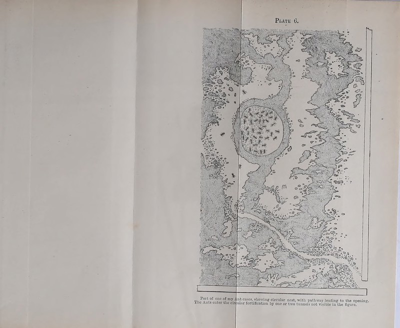 Thp. , c“e3> «u°vving cn-cul® liest, with patlivay leading to the opeuiiH ne Ants entei tlie cir ular fortiflcation by one or two tunnels not visible in the figure.