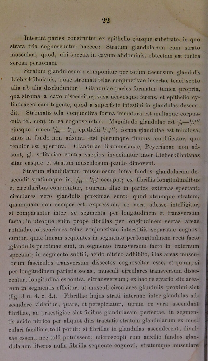 Intestini paries construitur ex epithelio ejusque substrato, in quo strata tria cognoscuntur haecce: Stratum glandularum cum strato musculari, quod, ubi spectat in cavum abdominis, obtectum est tunica serosa peritonaei. Stratum glandulosum: componitur per totum decursum glandulis ' Lieberkulmianis, quae stromati telae conjunctivae insertae tenui septo alia ab alia discluduntur. Glandulae paries formatur tunica propria, qua stroma a cavo discernitur, vasa nervosque ferens, et epithelio cy- lindraceo eam tegente, quod a superficie intestini in glandulas descen- dit. Stromatis tela conjunctiva forma immatura est multaque corpus- cula tel. conj. in ea cognoscuntur. Magnitudo glandulae est ’/„— ejusque lumen —*/,„ epithelii forma glandulae est tubulosa, sinus in fundo non adsunt, etsi plerumque fundus amplificatur, quo tenuior est apertura. Glandulae Brunnerianae, Peverianae non ad- sunt, gl. solitariae contra saepius inveniuntur inter Liebcrkiihnianas sitae easque et stratum musculosum paullo dimovent. Stratum glandularum musculosum infra fundos glandularum de- scendit spatiumque lin. 1/45—'/30‘ occupat; ex fibrillis longitudinalibus et circularibus componitur, quarmn illae in partes externas spectant; circulares veix) glandulis proximae sunt; quod utrumque stratum, quamquam non semper est expressum, re vera adesse intelligitur, si comparantur inter se segmenta per longitudinem et transversum facta; in utroque enim prope fibrillas per longitudinem sectas areae rotundae obscuriores telae conjunctivae interstitiis separatae cognos- cuntur, quae lineam sequentes in segmento per longitudinem recti facto jglandulis proximae sunt, in segmento transversum facto in externum spectant; in segmento subtili, acido nitrico adhibito, illas areas muscu- orum fasciculos transversum dissectos cognoscitur esse, et quum, si per longitudinem parietis secas, musculi circulares transversum disse- centur, longitudinales contra, si transversum; ex hac re etvario situ arca- rum in segmentis efficitur, ut musculi circulares glandulis proximi sint (fig. 3 u. 4. c. d.). Fibrillae hujus strati internae inter glandulas ad- scendere videntur, quare, ut perspiciatur, utrum re vera ascendant fibrillae, an praestigiae sint finibus glandularam perfectae, in segmen- tis acido nitrico per aliquot dies tractatis stratum glandularum ex mus. culari facillime tolli potuit; si fibrillae in glandulas ascenderent, divul- sae essent, ncc tolli potuissent; microscopii cum auxilio fundos glan- dularum liberos nulla fibrilla sequente cognovi, stratumque musculare