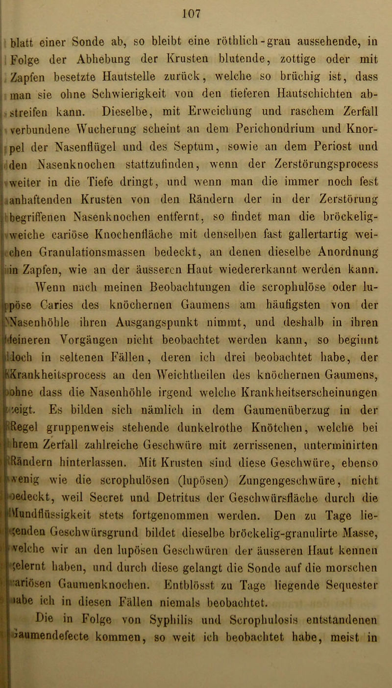 blatt einer Sonde ab, so bleibt eine röthlich-grau aussehende, in Folge der Abhebung der Krusten blutende, zottige oder mit Zapfen besetzte Hautstelle zurück, welche so brüchig ist, dass man sie ohne Schwierigkeit von den tieferen Hautschichten ab- streifen kann. Dieselbe, mit Erweichung und raschem Zerfall verbundene Wucherung scheint an dem Perichondrium und Knor- pel der Nasenflügel und des Septum, sowie an dem Periost und den Nasenknochen stattzufinden, wenn der Zerstörungsprocess weiter in die Tiefe dringt, und wenn man die immer noch fest anhaftenden Krusten von den Rändern der in der Zerstörung : begriffenen Nasenknochen entfernt, so findet man die bröckelig- weiche cariöse Knochenfläche mit denselben fast gallertartig wei- chen Granulationsmassen bedeckt, an denen dieselbe Anordnung in Zapfen, wie an der äusseren Haut wiedererkannt werden kann. Wenn nach meinen Beobachtungen die scrophulöse oder lu- ;pöse Caries des knöchernen Gaumens am häufigsten von der 'Nasenhöhle ihren Ausgangspunkt nimmt, und deshalb in ihren '■teineren Vorgängen nicht beobachtet werden kann, so beginnt lidoch in seltenen Fällen, deren ich drei beobachtet habe, der KKrankheitsprocess an den Weichtheilen des knöchernen Gaumens, bohne dass die Nasenhöhle irgend welche Krankheitserscheinungen t'.eigt. Es bilden sich nämlich in dem Gaumenüberzug in der Regel gruppenweis stehende dunkelrothe Knötchen, welche bei t hrem Zerfall zahlreiche Geschwüre mit zerrissenen, unterminirten 1 Rändern hinterlassen. Mit Krusten sind diese Geschwüre, ebenso i wenig wie die scrophulösen (lupösen) Zungengeschwüre, nicht oedeckt, weil Secret und Detritus der Geschwürsfläche durch die 1 Mundfliissigkeit stets fortgenommen werden. Den zu Tage lie- 1 genden Geschwürsgrund bildet dieselbe bröckelig-granulirte Masse, velche wir an den lupösen Geschwüren der äusseren Haut kennen ■ ' gelernt haben, und durch diese gelangt die Sonde auf die morschen ' ariösen Gaumenknochen. Entblösst zu Tage liegende Sequester iabe ich in diesen Fällen niemals beobachtet. Die in Folge von Syphilis und Scrophulosis entstandenen jaumendefecte kommen, so weit ich beobachtet habe, meist in