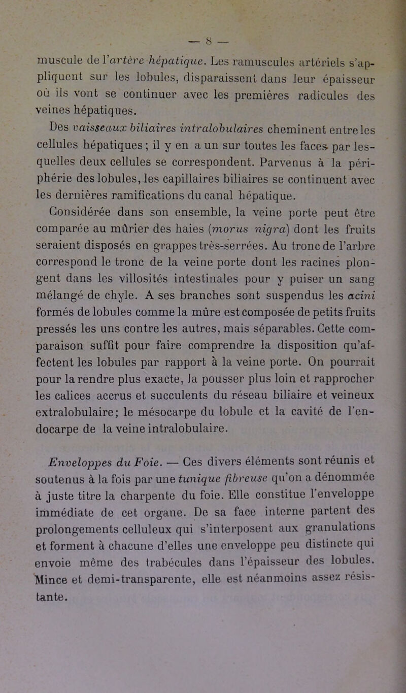 muscule de Vartère hépatique. Lus ramuscules artériels s’ap- pliquent sur les lobules, disparaissent dans leur épaisseur où iis vont se continuer avec les premières radicules des veines hépatiques. Des vaisseaux biliaires intralobulaires cheminent entre les cellules hépatiques ; il y en a un sur toutes les faces- par les- quelles deux cellules se correspondent. Parvenus à la péri- phérie des lobules, les capillaires biliaires se continuent avec les dernières ramifications du canal hépatique. Considérée dans son ensemble, la veine porte peut être comparée au mûrier des haies (morus nigra) dont les fruits seraient disposés en grappes très-serrées. Au tronc de l’arbre correspond le tronc de la veine porte dont les racines plon- gent dans les villosités intestinales pour y puiser un sang mélangé de chyle. A ses branches sont suspendus les acini formés de lobules comme la mûre est composée de petits fruits pressés les uns contre les autres, mais séparables. Cette com- paraison suffit pour faire comprendre la disposition qu’af- fectent les lobules par rapport à la veine porte. On pourrait pour la rendre plus exacte, Ja pousser plus loin et rapprocher les calices accrus et succulents du réseau biliaire et veineux extralobulaire; le mésocarpe du lobule et la cavité de l’en- docarpe de la veine intralobulaire. Enveloppes du Foie. — Ces divers éléments sont réunis et soutenus à la fois par une tunique fibreuse qu on a dénommée à juste titre la charpente du foie. Elle constitue l’enveloppe immédiate de cet organe. De sa face interne partent des prolongements celluleux qui s’interposent aux granulations et forment à chacune d’elles une enveloppe peu distincte qui envoie même des trabécules dans l'épaisseur des lobules. Mince et demi-transparente, elle est néanmoins assez résis- tante.