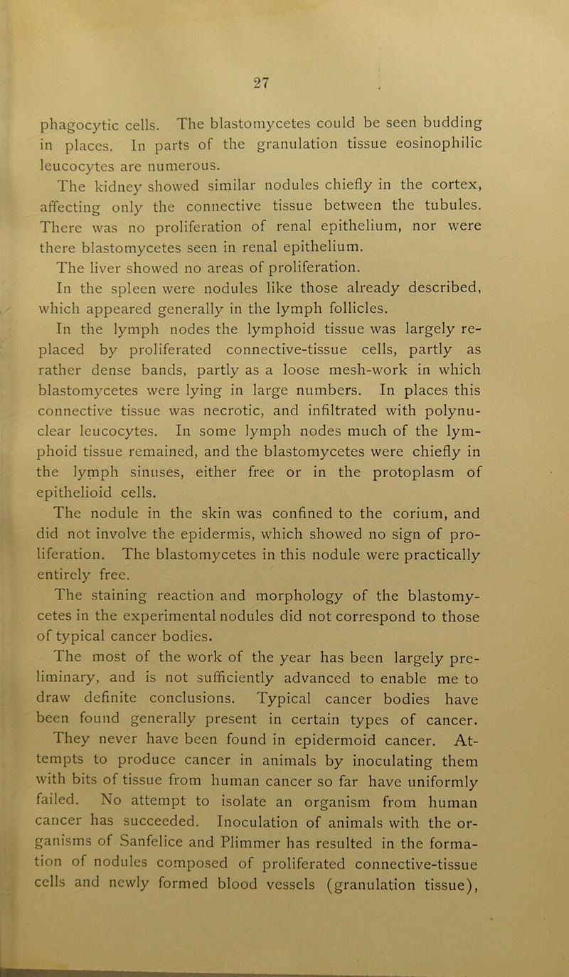phagocytic cells. The blastomycetes could be seen budding in places. In parts of the granulation tissue eosinophilic leucocytes are numerous. The kidney showed similar nodules chiefly in the cortex, affecting only the connective tissue between the tubules. There was no proliferation of renal epithelium, nor were there blastomycetes seen in renal epithelium. The liver showed no areas of proliferation. In the spleen were nodules like those already described, which appeared generally in the lymph follicles. In the lymph nodes the lymphoid tissue was largely re- placed by proliferated connective-tissue cells, partly as rather dense bands, partly as a loose mesh-work in which blastomycetes were lying in large numbers. In places this connective tissue was necrotic, and infiltrated with polynu- clear leucocytes. In some lymph nodes much of the lym- phoid tissue remained, and the blastomycetes were chiefly in the lymph sinuses, either free or in the protoplasm of epithelioid cells. The nodule in the skin was confined to the corium, and did not involve the epidermis, which showed no sign of pro- liferation. The blastomycetes in this nodule were practically entirely free. The staining reaction and morphology of the blastomy- cetes in the experimental nodules did not correspond to those of typical cancer bodies. The most of the work of the year has been largely pre- liminary, and is not sufficiently advanced to enable me to draw definite conclusions. Typical cancer bodies have been found generally present in certain types of cancer. They never have been found in epidermoid cancer. At- tempts to produce cancer in animals by inoculating them with bits of tissue from human cancer so far have uniformly failed. No attempt to isolate an organism from human cancer has succeeded. Inoculation of animals with the or- ganisms of Sanfelice and Plimmer has resulted in the forma- tion of nodules composed of proliferated connective-tissue cells and newly formed blood vessels (granulation tissue),