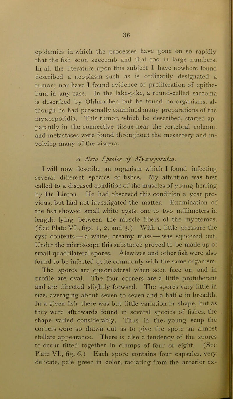 epidemics in which the processes have gone on so rapidly that the fish soon succumb and that too in large numbers. In all the literature upon this subject I have nowhere found described a neoplasm such as is ordinarily designated a tumor; nor have I found evidence of proliferation of epithe- lium in any case. In the lake-pike, a round-celled sarcoma is described by Ohlmacher, but he found no organisms, al- though he had personally examined many preparations of the myxosporidia. This tumor, which he described, started ap- parently in the connective tissue near the vertebral column, and metastases were found throughout the mesentery and in- volving many of the viscera. A New Species of Myxosporidia. I will now describe an organism which I found infecting several different species of fishes. My attention was first called to a diseased condition of the muscles of young herring by Dr. Linton. He had observed this condition a year pre- vious, but had not investigated the matter. Examination of the fish showed small white cysts, one to two millimeters in length, lying between the muscle fibers of the myotomes. (See Plate VI., figs, i, 2, and 3.) With a little pressure the cyst contents — a white, creamy mass — was squeezed out. Under the microscope this substance proved to be made up of small quadrilateral spores. Alewives and other fish were also found to be infected quite commonly with the same organism. The spores are quadrilateral when seen face on, and in profile are oval. The four corners are a little protuberant and are directed slightly forward. The spores vary little in size, averaging about seven to seven and a half /x in breadth. In a given fish there was but little variation in shape, but as they were afterwards found in several species of fishes, the shape varied considerably. Thus in the - young scup the corners were so drawn out as to give the spore an almost stellate appearance. There is also a tendency of the spores to occur fitted together in clumps of four or eight. (See Plate VI., fig. 6.) Each spore contains four capsules, very delicate, pale green in color, radiating from the anterior ex-