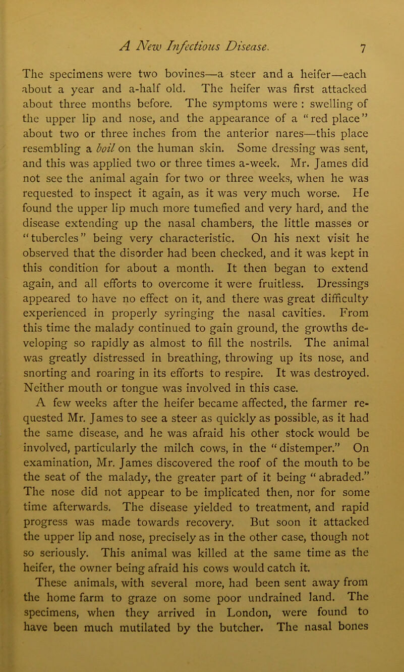 The specimens were two bovines—a steer and a heifer—each about a year and a-half old. The heifer was first attacked about three months before. The symptoms were : swelling of the upper lip and nose, and the appearance of a “ red place ” about two or three inches from the anterior nares—this place resembling a boil on the human skin. Some dressing was sent, and this was applied two or three times a-week. Mr. James did not see the animal again for two or three weeks, when he was requested to inspect it again, as it was very much worse. He found the upper lip much more tumefied and very hard, and the disease extending up the nasal chambers, the little masses or “tubercles” being very characteristic. On his next visit he observed that the disorder had been checked, and it was kept in this condition for about a month. It then began to extend again, and all efforts to overcome it were fruitless. Dressings appeared to have no effect on it, and there was great difficulty experienced in properly syringing the nasal cavities. From this time the malady continued to gain ground, the growths de- veloping so rapidly as almost to fill the nostrils. The animal was greatly distressed in breathing, throwing up its nose, and snorting and roaring in its efforts to respire. It was destroyed. Neither mouth or tongue was involved in this case. A few weeks after the heifer became affected, the farmer re- quested Mr. James to see a steer as quickly as possible, as it had the same disease, and he was afraid his other stock would be involved, particularly the milch cows, in the “ distemper.” On examination, Mr. James discovered the roof of the mouth to be the seat of the malady, the greater part of it being “ abraded.” The nose did not appear to be implicated then, nor for some time afterwards. The disease yielded to treatment, and rapid progress was made towards recovery. But soon it attacked the upper lip and nose, precisely as in the other case, though not so seriously. This animal was killed at the same time as the heifer, the owner being afraid his cows v/ould catch it. These animals, with several more, had been sent away from the home farm to graze on some poor undrained land. The specimens, when they arrived in London, were found to have been much mutilated by the butcher. The nasal bones