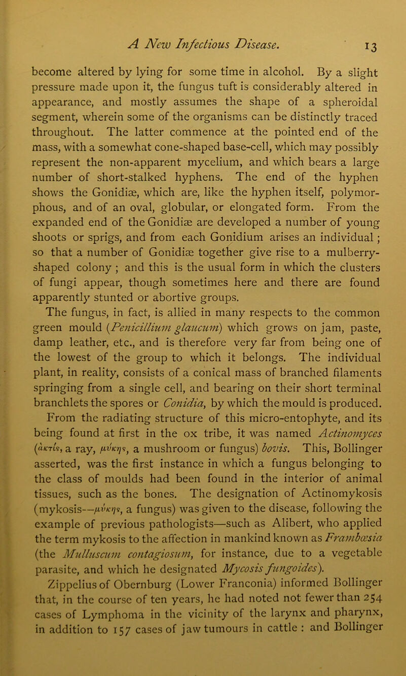 become altered by lying for some time in alcohol. By a slight pressure made upon it, the fungus tuft is considerably altered in appearance, and mostly assumes the shape of a spheroidal segment, wherein some of the organisms can be distinctly traced throughout. The latter commence at the pointed end of the mass, with a somewhat cone-shaped base-cell, which may possibly represent the non-apparent mycelium, and which bears a large number of short-stalked hyphens. The end of the hyphen shows the Gonidiae, which are, like the hyphen itself, polymor- phous, and of an oval, globular, or elongated form. From the expanded end of the Gonidiae are developed a number of young shoots or sprigs, and from each Gonidium arises an individual; so that a number of Gonidiae together give rise to a mulberry- shaped colony ; and this is the usual form in which the clusters of fungi appear, though sometimes here and there are found apparently stunted or abortive groups. The fungus, in fact, is allied in many respects to the common green mould (.Penicillium glaucum) which grows on jam, paste, damp leather, etc., and is therefore very far from being one of the lowest of the group to which it belongs. The individual plant, in reality, consists of a conical mass of branched filaments springing from a single cell, and bearing on their short terminal branchlets the spores or Conidia, by which the mould is produced. From the radiating structure of this micro-entophyte, and its being found at first in the ox tribe, it was named Actinomyces (rtfCTt?, a ray, f»kt\s, a mushroom or fungus) bovis. This, Bollinger asserted, was the first instance in which a fungus belonging to the class of moulds had been found in the interior of animal tissues, such as the bones. The designation of Actinomykosis (mykosis—a fungus) was given to the disease, following the example of previous pathologists—such as Alibert, who applied the term mykosis to the affection in mankind known as Frambcesia (the Mulluscum contagiosum, for instance, due to a vegetable parasite, and which he designated Mycosis fungoides'). Zippeliusof Obernburg (Lower Franconia) informed Bollinger that, in the course of ten years, he had noted not fewer than 254 cases of Lymphoma in the vicinity of the larynx and pharynx, in addition to 157 cases of jaw tumours in cattle : and Bollinger