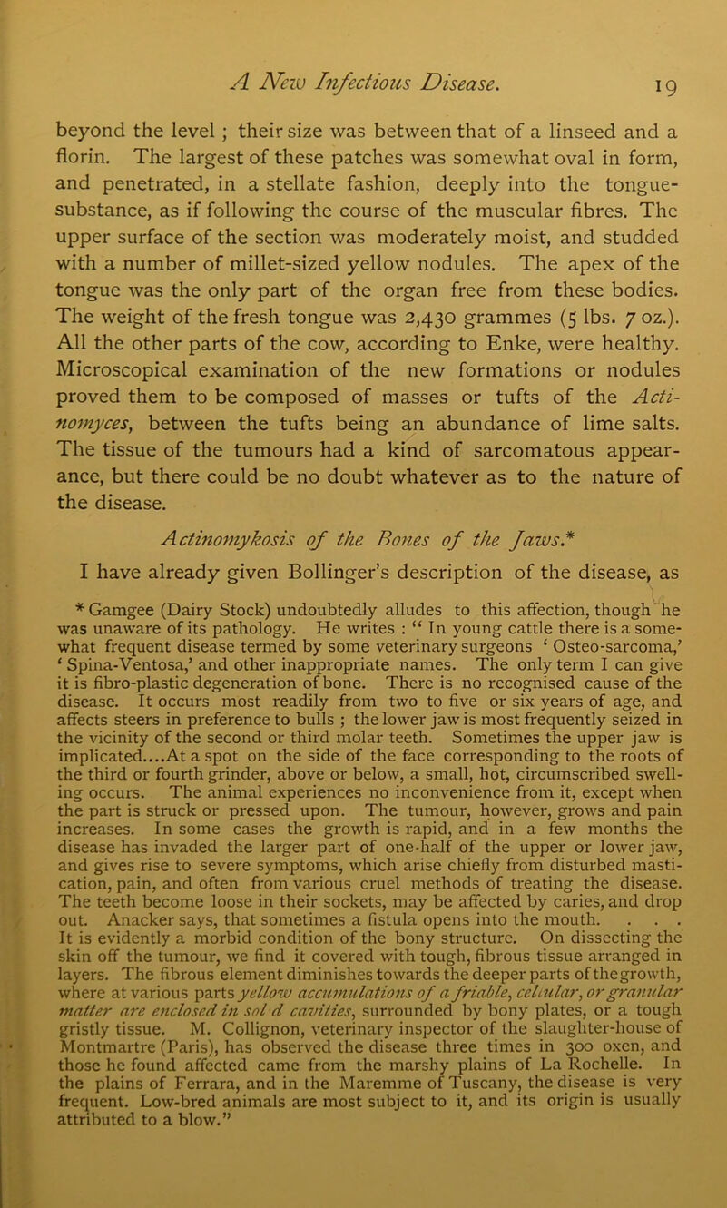 beyond the level ; their size was between that of a linseed and a florin. The largest of these patches was somewhat oval in form, and penetrated, in a stellate fashion, deeply into the tongue- substance, as if following the course of the muscular fibres. The upper surface of the section was moderately moist, and studded with a number of millet-sized yellow nodules. The apex of the tongue was the only part of the organ free from these bodies. The weight of the fresh tongue was 2,430 grammes (5 lbs. 7 oz.). All the other parts of the cow, according to Enke, were healthy. Microscopical examination of the new formations or nodules proved them to be composed of masses or tufts of the Acti- nomyces, between the tufts being an abundance of lime salts. The tissue of the tumours had a kind of sarcomatous appear- ance, but there could be no doubt whatever as to the nature of the disease. Actinomykosis of the Bones of the faws.* I have already given Bollinger’s description of the disease, as * Gamgee (Dairy Stock) undoubtedly alludes to this affection, though he was unaware of its pathology. He writes : “ In young cattle there is a some- what frequent disease termed by some veterinary surgeons ‘ Osteo-sarcoma/ ‘ Spina-Ventosa/ and other inappropriate names. The only term I can give it is fibro-plastic degeneration of bone. There is no recognised cause of the disease. It occurs most readily from two to five or six years of age, and affects steers in preference to bulls ; the lower jaw is most frequently seized in the vicinity of the second or third molar teeth. Sometimes the upper jaw is implicated....At a spot on the side of the face corresponding to the roots of the third or fourth grinder, above or below, a small, hot, circumscribed swell- ing occurs. The animal experiences no inconvenience from it, except when the part is struck or pressed upon. The tumour, however, grows and pain increases. In some cases the growth is rapid, and in a few months the disease has invaded the larger part of one-half of the upper or lower jaw, and gives rise to severe symptoms, which arise chiefly from disturbed masti- cation, pain, and often from various cruel methods of treating the disease. The teeth become loose in their sockets, may be affected by caries, and drop out. Anacker says, that sometimes a fistula opens into the mouth. . . . It is evidently a morbid condition of the bony structure. On dissecting the skin off the tumour, we find it covered with tough, fibrous tissue arranged in layers. The fibrous element diminishes towards the deeper parts of thegrowth, where at various parts yellow accumulations of a friable, cehular, or granular matter are enclosed in sol d cavities, surrounded by bony plates, or a tough gristly tissue. M. Collignon, veterinary inspector of the slaughter-house of Montmartre (Paris), has observed the disease three times in 300 oxen, and those he found affected came from the marshy plains of La Rochelle. In the plains of Ferrara, and in the Maremme of Tuscany, the disease is very frequent. Low-bred animals are most subject to it, and its origin is usually attributed to a blow.”