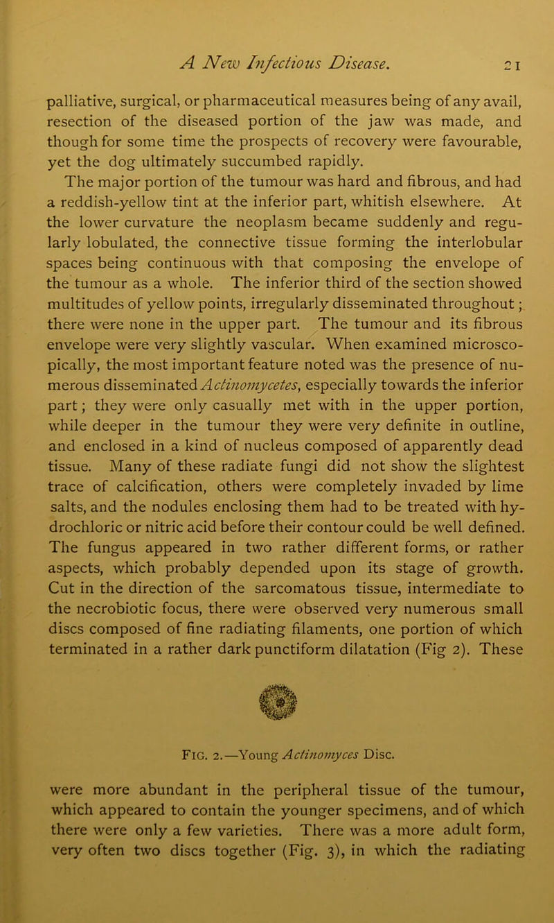 palliative, surgical, or pharmaceutical measures being of any avail, resection of the diseased portion of the jaw was made, and though for some time the prospects of recovery were favourable, yet the dog ultimately succumbed rapidly. The major portion of the tumour was hard and fibrous, and had a reddish-yellow tint at the inferior part, whitish elsewhere. At the lower curvature the neoplasm became suddenly and regu- larly lobulated, the connective tissue forming the interlobular spaces being continuous with that composing the envelope of the tumour as a whole. The inferior third of the section showed multitudes of yellow points, irregularly disseminated throughout; there were none in the upper part. The tumour and its fibrous envelope were very slightly vascular. When examined microsco- pically, the most important feature noted was the presence of nu- merous disseminated Actinomycetes, especially towards the inferior part; they were only casually met with in the upper portion, while deeper in the tumour they were very definite in outline, and enclosed in a kind of nucleus composed of apparently dead tissue. Many of these radiate fungi did not show the slightest trace of calcification, others were completely invaded by lime salts, and the nodules enclosing them had to be treated with hy- drochloric or nitric acid before their contour could be well defined. The fungus appeared in two rather different forms, or rather aspects, which probably depended upon its stage of growth. Cut in the direction of the sarcomatous tissue, intermediate to the necrobiotic focus, there were observed very numerous small discs composed of fine radiating filaments, one portion of which terminated in a rather dark punctiform dilatation (Fig 2). These Fig. 2.—Youn<g Actinomyces Disc. were more abundant in the peripheral tissue of the tumour, which appeared to contain the younger specimens, and of which there were only a few varieties. There was a more adult form, very often two discs together (Fig. 3), in which the radiating