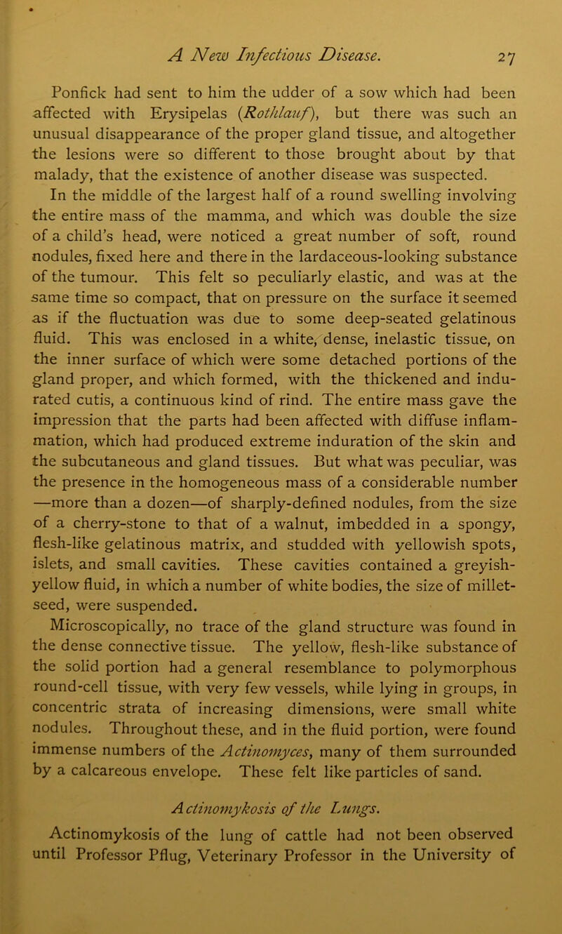 Ponfick had sent to him the udder of a sow which had been affected with Erysipelas (Rothlauf), but there was such an unusual disappearance of the proper gland tissue, and altogether the lesions were so different to those brought about by that malady, that the existence of another disease was suspected. In the middle of the largest half of a round swelling involving the entire mass of the mamma, and which was double the size of a child’s head, were noticed a great number of soft, round nodules, fixed here and there in the lardaceous-looking substance of the tumour. This felt so peculiarly elastic, and was at the same time so compact, that on pressure on the surface it seemed as if the fluctuation was due to some deep-seated gelatinous fluid. This was enclosed in a white, dense, inelastic tissue, on the inner surface of which were some detached portions of the gland proper, and which formed, with the thickened and indu- rated cutis, a continuous kind of rind. The entire mass gave the impression that the parts had been affected with diffuse inflam- mation, which had produced extreme induration of the skin and the subcutaneous and gland tissues. But what was peculiar, was the presence in the homogeneous mass of a considerable number —more than a dozen—of sharply-defined nodules, from the size of a cherry-stone to that of a walnut, imbedded in a spongy, flesh-like gelatinous matrix, and studded with yellowish spots, islets, and small cavities. These cavities contained a greyish- yellow fluid, in which a number of white bodies, the size of millet- seed, were suspended. Microscopically, no trace of the gland structure was found in the dense connective tissue. The yellow, flesh-like substance of the solid portion had a general resemblance to polymorphous round-cell tissue, with very few vessels, while lying in groups, in concentric strata of increasing dimensions, were small white nodules. Throughout these, and in the fluid portion, were found immense numbers of the Actinomyces, many of them surrounded by a calcareous envelope. These felt like particles of sand. Actinomykosis of tiie Lungs. Actinomykosis of the lung of cattle had not been observed until Professor Pflug, Veterinary Professor in the University of