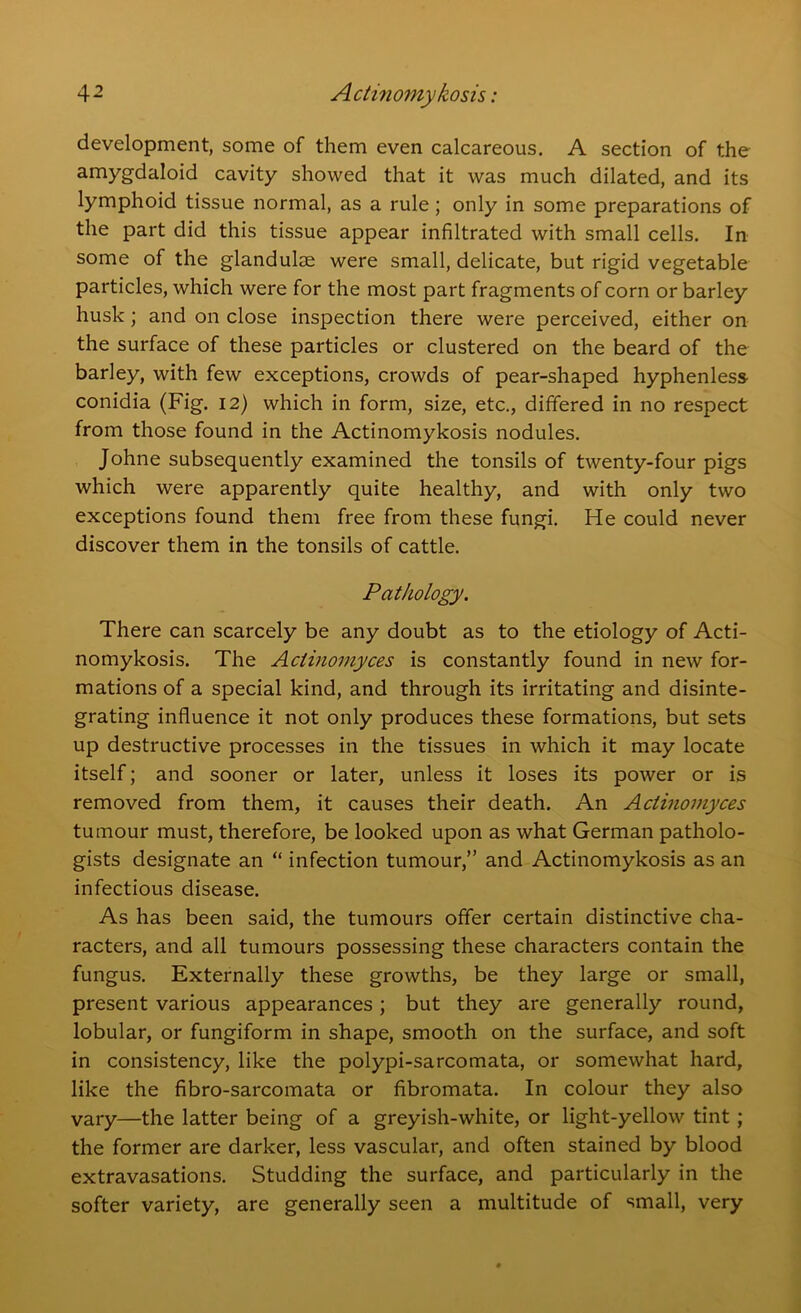 development, some of them even calcareous. A section of the amygdaloid cavity showed that it was much dilated, and its lymphoid tissue normal, as a rule; only in some preparations of the part did this tissue appear infiltrated with small cells. In some of the glandulae were small, delicate, but rigid vegetable particles, which were for the most part fragments of corn or barley husk; and on close inspection there were perceived, either on the surface of these particles or clustered on the beard of the barley, with few exceptions, crowds of pear-shaped hyphenless conidia (Fig. 12) which in form, size, etc., differed in no respect from those found in the Actinomykosis nodules. Johne subsequently examined the tonsils of twenty-four pigs which were apparently quite healthy, and with only two exceptions found them free from these fungi. He could never discover them in the tonsils of cattle. Pathology. There can scarcely be any doubt as to the etiology of Acti- nomykosis. The Actinomyces is constantly found in new for- mations of a special kind, and through its irritating and disinte- grating influence it not only produces these formations, but sets up destructive processes in the tissues in which it may locate itself; and sooner or later, unless it loses its power or is removed from them, it causes their death. An Actinomyces tumour must, therefore, be looked upon as what German patholo- gists designate an “ infection tumour,” and Actinomykosis as an infectious disease. As has been said, the tumours offer certain distinctive cha- racters, and all tumours possessing these characters contain the fungus. Externally these growths, be they large or small, present various appearances ; but they are generally round, lobular, or fungiform in shape, smooth on the surface, and soft in consistency, like the polypi-sarcomata, or somewhat hard, like the fibro-sarcomata or fibromata. In colour they also vary—the latter being of a greyish-white, or light-yellow tint ; the former are darker, less vascular, and often stained by blood extravasations. Studding the surface, and particularly in the softer variety, are generally seen a multitude of small, very
