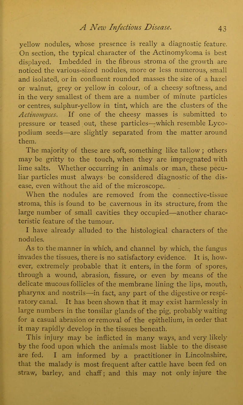 yellow nodules, whose presence is really a diagnostic feature. On section, the typical character of the Actinomykoma is best displayed. Imbedded in the fibrous stroma of the growth are noticed the various-sized nodules, more or less numerous, small and isolated, or in confluent rounded masses the size of a hazel or walnut, grey or yellow in colour, of a cheesy softness, and in the very smallest of them are a number of minute particles or centres, sulphur-yellow in tint, which are the clusters of the Actinomyces. If one of the cheesy masses is submitted to pressure or teased out, these particles—which resemble Lyco- podium seeds—are slightly separated from the matter around them. The majority of these are soft, something like tallow ; others may be gritty to the touch, when they are impregnated with lime salts. Whether occurring in animals or man, these pecu- liar particles must always be considered diagnostic of the dis- ease, even without the aid of the microscope. When the nodules are removed from the connective-tissue stroma, this is found to be cavernous in its structure, from the large number of small cavities they occupied—another charac- teristic feature of the tumour. I have already alluded to the histological characters of the nodules. As to the manner in which, and channel by which, the fungus invades the tissues, there is no satisfactory evidence. It is, how- ever, extremely probable that it enters, in the form of spores, through a wound, abrasion, fissure, or even by means of the delicate mucous follicles of the membrane lining the lips, mouth, pharynx and nostrils—in fact, any part of the digestive or respi- ratory canal. It has been shown that it may exist harmlessly in large numbers in the tonsilar glands of the pig, probably waiting for a casual abrasion or removal of the epithelium, in order that it may rapidly develop in the tissues beneath. This injury may be inflicted in many ways, and very likely by the food upon which the animals most liable to the disease are fed. I am informed by a practitioner in Lincolnshire, that the malady is most frequent after cattle have been fed on straw, barley, and chaff; and this may not only injure the
