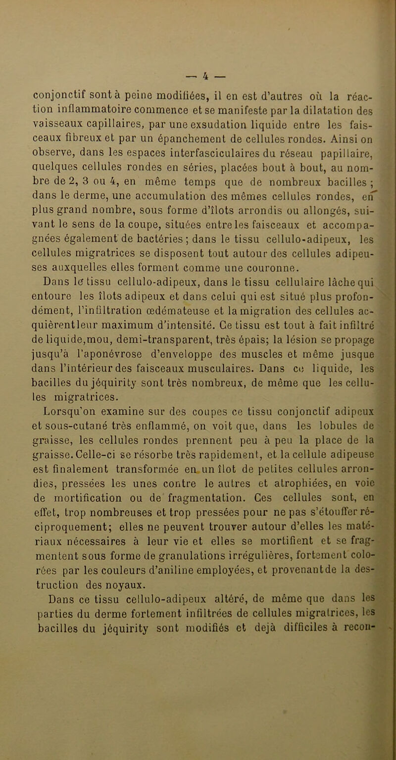 conjonctif sont à peine modifiées, il en est d’autres où la réac- tion inflammatoire commence et se manifeste par la dilatation des vaisseaux capillaires, par une exsudation liquide entre les fais- ceaux fibreux et par un épanchement de cellules rondes. Ainsi on observe, dans les espaces interfasciculaires du réseau papillaire, quelques cellules rondes en séries, placées bout à bout, au nom- bre de 2, 3 ou 4, en même temps que de nombreux bacilles ; dans le derme, une accumulation des mêmes cellules rondes, eiT plus grand nombre, sous forme d’îlots arrondis ou allongés, sui- vant le sens de la coupe, situées entre les faisceaux et accompa- gnées également de bactéries; dans le tissu cellulo-adipeux, les cellules migratrices se disposent tout autour des cellules adipeu- ses auxquelles elles forment comme une couronne. Dans le tissu cellulo-adipeux, dans le tissu cellulaire lâche qui entoure les îlots adipeux et dans celui qui est situé plus profon- dément, l’infiltration œdémateuse et la migration des cellules ac- quièrentleur maximum d’intensité. Ce tissu est tout à fait infiltré de liquide,mou, demi-transparent, très épais; la lésion se propage jusqu’à l’aponévrose d’enveloppe des muscles et même jusque dans l’intérieur des faisceaux musculaires. Dans ce liquide, les bacilles du jéquirity sont très nombreux, de même que les cellu- les migratrices. Lorsqu’on examine sur des coupes ce tissu conjonctif adipeux et sous-cutané très enflammé, on voit que, dans les lobules de graisse, les cellules rondes prennent peu à peu la place de la graisse. Celle-ci se résorbe très rapidement, et la cellule adipeuse est finalement transformée en un îlot de petites cellules arron- dies, pressées les unes contre le autres et atrophiées, en voie de mortification ou de fragmentation. Ces cellules sont, en effet, trop nombreuses et trop pressées pour ne pas s’étouffer ré- ciproquement; elles ne peuvent trouver autour d’elles les maté- riaux nécessaires à leur vie et elles se mortifient et se frag- mentent sous forme de granulations irrégulières, fortement colo- rées par les couleurs d’aniline employées, et provenantde la des- truction des noyaux. Dans ce tissu cellulo-adipeux altéré, de même que dans les parties du derme fortement infiltrées de cellules migratrices, les bacilles du jéquirity sont modifiés et déjà difficiles à recon-