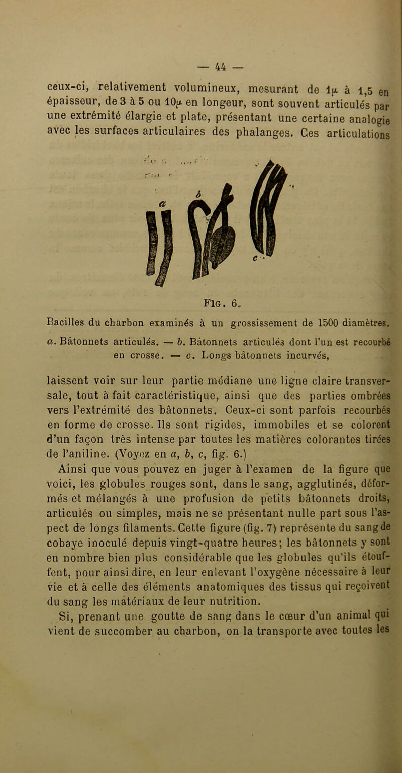 ceux-ci, relativement volumineux, mesurant de à 1,5 en épaisseur, de3 à5 ou lOp en longeur, sont souvent articulés par une extrémité élargie et plate, présentant une certaine analogie avec les surfaces articulaires des phalanges. Ces articulations Fig. 60 Bacilles du charbon examinés à un grossissement de 1500 diamètres. a. Bâtonnets articulés. — h. Bâtonnets articulés dont l’un est recourbé eu crosse. — c. Longs bâtonnets incurvés, laissent voir sur leur partie médiane une ligne claire transver- sale, tout à fait caractéristique, ainsi que des parties ombrées vers l’extrémité des bâtonnets. Ceux-ci sont parfois recourbés en forme de crosse. Ils sont rigides, immobiles et se colorent d’un façon très intense par toutes les matières colorantes tirées de l’aniline. (VoytiZ en a, b, c, fig. 6.) Ainsi que vous pouvez en juger à l’examen de la figure que voici, les globules rouges sont, dans le sang, agglutinés, défor- més et mélangés à une profusion de petits bâtonnets droits, articulés ou simples, mais ne se présentant nulle part sous l’as- pect de longs filaments. Celle figure (fig. 7) représente du sang de cobaye inoculé depuis vingt-quatre heures; les bâtonnets y sont en nombre bien plus considérable que les globules qu’ils étouf- fent, pour ainsi dire, en leur enlevant l’oxygène nécessaire à leur vie et à celle des éléments anatomiques des tissus qui reçoivent du sang les matériaux de leur nutrition. Si, prenant une goutte de sang dans le cœur d’un animal qui vient de succomber au charbon, on la transporte avec toutes les