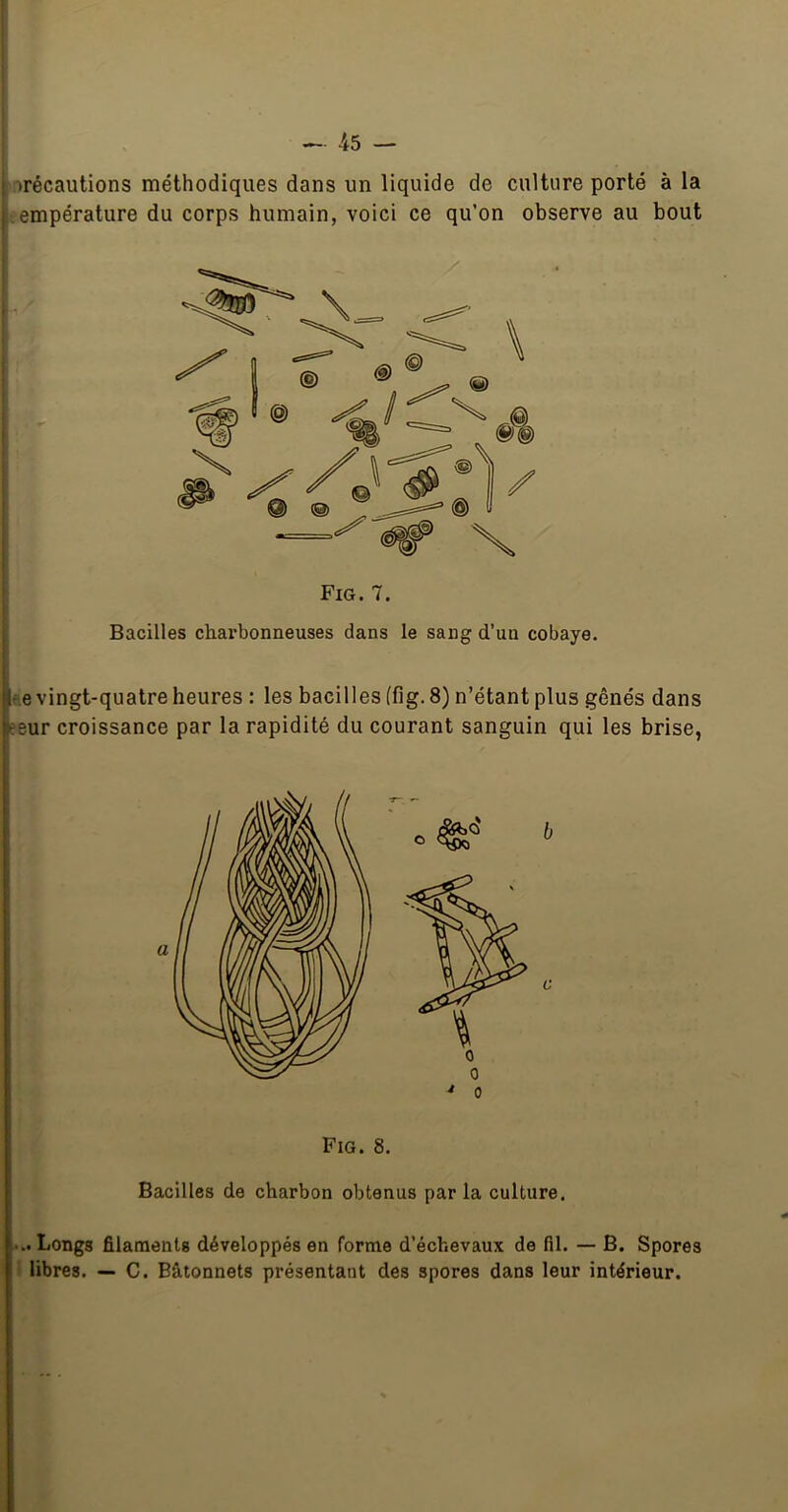 irécautions méthodiques dans un liquide de culture porté à la .empérature du corps humain, voici ce qu’on observe au bout Fig. 7. Bacilles charbonneuses dans le sang d’un cobaye. ^.e vingt-quatre heures : les bacilles (fig. 8) n’étant plus gênés dans eeur croissance par la rapidité du courant sanguin qui les brise, Fig. 8. Bacilles de charbon obtenus parla culture. Longs filaments développés en forme d’échevaux de fil. — B. Spores I libres. — C. Bâtonnets présentant des spores dans leur intérieur.