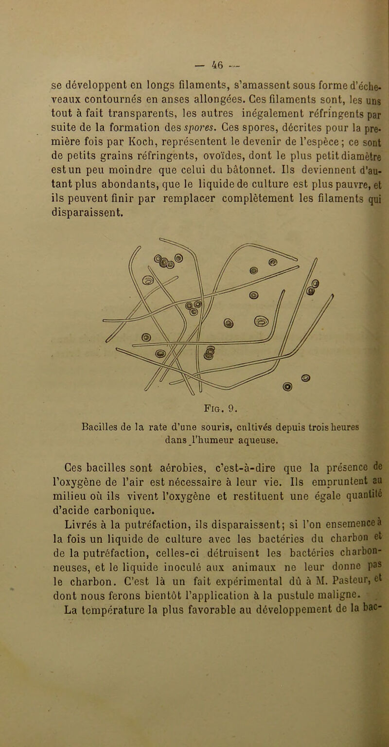 se développent en longs filaments, s’amassent sous forme d’éche- veaux contournés en anses allongées. Ces filaments sont, les uns tout à fait transparents, les autres inégalement réfringents par suite de la formation des spores. Ces spores, décrites pour la pre- mière fois par Koch, représentent le devenir de l’espèce; ce sont de petits grains réfringents, ovoïdes, dont le plus petit diamètre est un peu moindre que celui du bâtonnet. Ils deviennent d’au- tant plus abondants, que le liquide de culture est plus pauvre, et ils peuvent finir par remplacer complètement les filaments qui disparaissent. Bacilles de la rate d’une souris, cultivés depuis trois heures dans l’humeur aqueuse. Ces bacilles sont aérobies, c’est-à-dire que la présence de l’oxygène de l’air est nécessaire à leur vie. Ils empruntent au milieu où ils vivent l’oxygène et restituent une égale quantité d’acide carbonique. Livrés à la putréfaction, ils disparaissent; si l’on ensemence a la fois un liquide de culture avec les bactéries du charbon et de la putréfaction, celles-ci détruisent les bactéries charbon- neuses, et le liquide inoculé aux animaux ne leur donne pas le charbon. C’est là un fait expérimental dû à M. Pasteur, et dont nous ferons bientôt l’application à la pustule maligne. La température la plus favorable au développement de la bac-