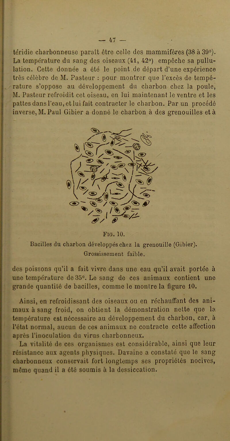 léridie charbonneuse paraît être celle des mammifères (38 à 39°). La température du sang des oiseaux (41, 42°) empêche sa pullu- lation. Cette donnée a été le point de départ d’une expérience très célèbre de M. Pasteur : pour montrer que l’excès de tempé- , rature s’oppose au développement du charbon chez la poule, M. Pasteur refroidit cet oiseau, en lui maintenant le ventre et les pattes dans l’eau, et lui fait contracter le charbon. Par un procédé inverse, M. Paul Gibier a donné le charbon à des grenouilles et à Bacilles du charbon développés chez la grenouille (Gibier). Grossissement faible. des poissons qu’il a fait vivre dans une eau qu’il avait portée à une température de 35°. Le sang de ces animaux contient une grande quanlilé de bacilles, comme le montre la figure 10. Ainsi, en refroidissant des oiseaux ou en réchauffant des ani- maux à sang froid, on obtient la démonstration nette que la température est nécessaire au développement du charbon, car, à l’état normal, aucun de ces animaux no contracte cette affection après l’inoculation du virus charbonneux. La vitalité de ces organismes est considérable, ainsi que leur résistance aux agents physiques. Davaine a constaté que le sang charbonneux conservait fort longtemps ses propriétés nocives, môme quand il a été soumis à la dessiccation.