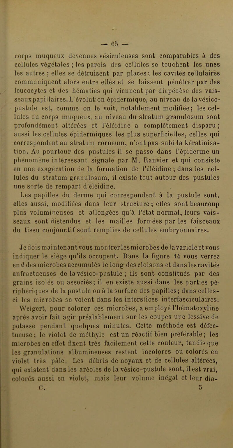 corps muqueux devenues vésiculeuses sont comparables à des cellules végétales ; les parois des cellules se touchent les .unes les autres ; elles se détruisent par places; les cavités cellulaires communiquent alors entre elles et se laissent pénétrer par des leucocytes et des hématies qui viennent par diapédèse des vais- seaux papillaires. L'évolution épidermique, au niveau delavésico- pustule est, comme on le voit, notablement modifiée; les cel- lules du corps muqueux, au niveau du stratum granulosum sont profondément altérées et l’éléidine a complètement disparu ; aussi les cellules épidermiques les plus superficielles, celles qui correspondent au stratum corneum, n’ont pas subi la kératinisa- tion. Au pourtour des pustules il se passe dans l’épiderme un phénomène intéressant signalé par M. Ranvier et qui consiste en une exagération de la formation de l’éléidine ; dans les cel- lules du stratum granulosum, il existe tout autour des pustules une sorte de rempart d’éléidine. Les papilles du derme qui correspondent à la pustule sont, elles aussi, modifiées dans leur structure ; elles sont beaucoup plus volumineuses et allongées qu’à l’état normal, leurs vais- seaux sont distendus et les mailles formées par les faisceaux du tissu conjonctif sont remplies de cellules embryonnaires. Je dois maintenant vous montrer les microbes de la variole et vous indiquer le siège qu’ils occupent. Dans la figure 14 vous verrez end des microbes accumulés le long descloisons et dans les cavités anfractueuses de la vésico-pustule ; ils sont constitués par des grains isolés ou associés; il en existe aussi dans les parties pé- riphériques de la pustule ou à la surface des papilles; dans celles- ci les microbes se voient dans les interstices inlerfasciculaires. Weigert, pour colorer ces microbes, a employé l’hématoxyline après avoir fait agir préalablement sur les coupes une lessive de potasse pendant quelques minutes. Celte méthode est défec- tueuse; le violet de méthyle est un réactif bien préférable; les microbes en effet fixent très facilement cette couleur, tandis que les granulations albumineuses restent incolores ou colorés en violet très pâle. Les débris de noyaux et de cellules altérées, qui existent dans les aréoles de la vésico-pustule sont, il est vrai, colorés aussi en violet, mais leur volume inégal et leur dia- C. 5