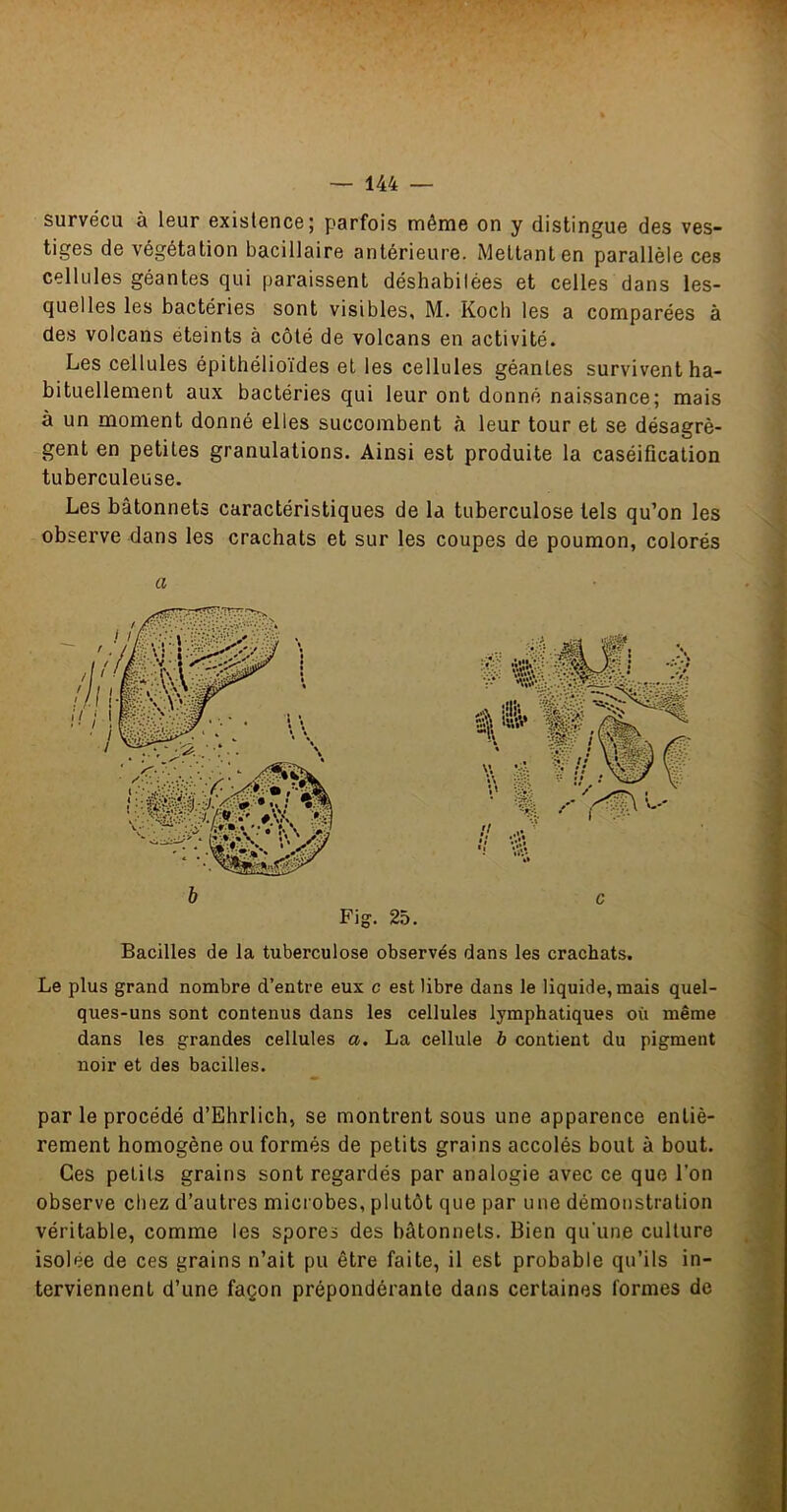 survécu à leur existence; parfois même on y distingue des ves- tiges de végétation bacillaire antérieure. Mettant en parallèle ces cellules géantes qui paraissent déshabitées et celles dans les- quelles les bactéries sont visibles, M. Koch les a comparées à des volcans éteints à côté de volcans en activité. Les cellules épithélioïdes et les cellules géantes survivent ha- bituellement aux bactéries qui leur ont donné naissance; mais à un moment donné elles succombent à leur tour et se désagrè- gent en petites granulations. Ainsi est produite la caséification tuberculeuse. Les bâtonnets caractéristiques de la tuberculose tels qu’on les observe dans les crachats et sur les coupes de poumon, colorés a Bacilles de la tuberculose observés dans les crachats. Le plus grand nombre d’entre eux c est libre dans le liquide, mais quel- ques-uns sont contenus dans les cellules lymphatiques où même dans les grandes cellules a. La cellule b contient du pigment noir et des bacilles. par le procédé d’Ehrlich, se montrent sous une apparence entiè- rement homogène ou formés de petits grains accolés bout à bout. Ces petits grains sont regardés par analogie avec ce que l’on observe chez d’autres microbes, plutôt que par une démonstration véritable, comme les spores des bâtonnets. Bien qu'une culture isolée de ces grains n’ait pu être faite, il est probable qu’ils in- terviennent d’une façon prépondérante dans certaines formes de