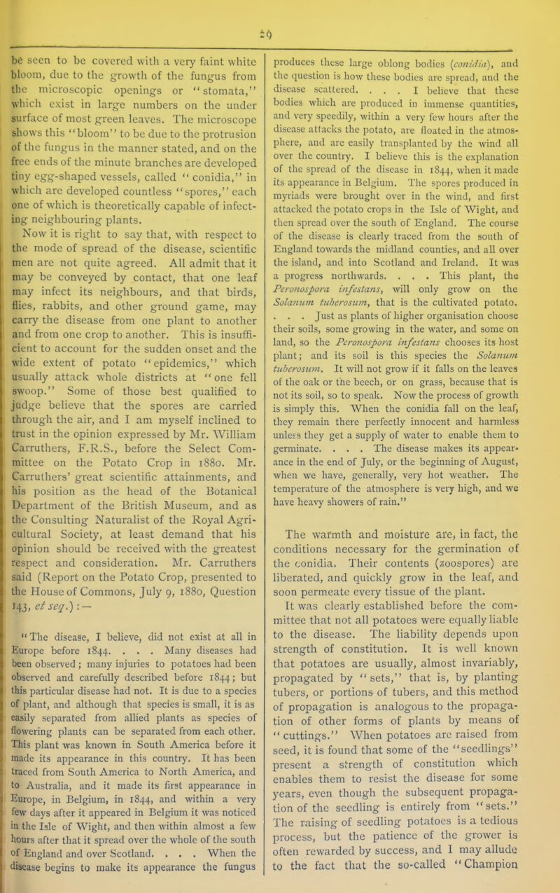 bo seen to be covered with a very faint white bloom, due to the jjrowth of the fungus from the microscopic openings or “stomata,” which exist in large numbers on the under surface of most green leaves. The microscope shows this “bloom” to be due to the protrusion of the fungus in the manner stated, and on the free ends of the minute branches are developed tiny egg-shaped vessels, called “ conidia,” in which are developed countless “spores,” each one of which is theoretically capable of infect- ing neighbouring plants. Now it is right to say that, with respect to the mode of spread of the disease, scientific men are not quite agreed. All admit that it may be conveyed by contact, that one leaf may infect its neighbours, and that birds, flies, rabbits, and other ground game, may carry the disease from one plant to another and from one crop to another. This is insuffi- cient to account for the sudden onset and the wide extent of potato “epidemics,” which usually attack whole districts at “ one fell swoop.” Some of those best qualified to judge believe that the spores are carried through the air, and I am myself inclined to trust in the opinion expressed by Mr. William Carruthers, F.R.S., before the Select Com- mittee on the Potato Crop in 1880. Mr. Carruthers’ great scientific attainments, and his position as the head of the Botanical Department of the British Museum, and as the Consulting Naturalist of the Royal Agri- cultural Society, at least demand that his opinion should be received with the greatest respect and consideration. Mr. Carruthers said (Report on the Potato Crop, presented to the House of Commons, July 9, 1880, Question 143, etseq,)\ — “ The disease, I believe, did not exist at all in Europe before 1844. . . . Many diseases had been observed ; many injuries to potatoes had been observed and carefully described before 1844; but this particular disease had not. It is due to a species of plant, and although that species is small, it is as easily separated from allied plants as species of flowering plants can be separated from each other. This plant was known in South America before it made its appearance in this country. It has been traced from South America to North America, and J to Australia, and it made its first appearance in Europe, in Belgium, in 1844, and within a very few days after it appeared in Belgium it was noticed in the Isle of Wight, and then within almost a few hours after that it spread over the whole of the south of England and over Scotland. . . . When the disease begins to make its appearance the fungus io produces these large oblong bodies {conidia), and the question is how these bodies are spread, and the disease scattered. ... I believe that these bodies which are produced in immense (juantities, and very speedily, within a very few hours after the disease attacks the potato, are floated in the atmos- phere, and are easily transplanted by the wind all over the country. I believe this is the explanation of the spread of the disease in 1844, when it made its appearance in Belgium. The spores produced in myriads were brought over in the wind, and first attacked the potato crops in the Isle of Wight, and then spread over the south of England. The course of the disease is clearly traced from the south of England towards the midland counties, and all over the island, and into Scotland and Ireland. It was a progress northwards. . . . This plant, the Peronospom infestans, will only grow on the Solanum tuberosum, that is the cultivated potato. . . . Just as plants of higher organisation choose their soils, some growing in the water, and some on land, so the Peronospom infestans chooses its host plant; and its soil is this species the Solanum tuberosum. It will not grow if it falls on the leaves of the oak or the beech, or on grass, because that is not its soil, so to speak. Now the process of growth is simply this. When the conidia fall on the leaf, they remain there perfectly innocent and harmless unless they get a supply of water to enable them to germinate. . . . The disease makes its appear- ance in the end of July, or the beginning of August, when we have, generally, very hot weather. The temperature of the atmosphere is very high, and we have heavy showers of rain.” The warmth and moisture are, in fact, the conditions necessary for the germination of the conidia. Their contents (zoospores) arc liberated, and quickly grow in the leaf, and soon permeate every tissue of the plant. It was clearly established before the com- mittee that not all potatoes were equally liable to the disease. The liability depends upon strength of constitution. It is well known that potatoes are usually, almost invariably, propagated by “sets,” that is, by planting tubers, or portions of tubers, and this method of propagation is analogous to the propaga- tion of other forms of plants by means of “ cuttings.” When potatoes arc raised from seed, it is found that some of the “seedlings” present a strength of constitution which enables them to resist the disease for some years, even though the subsequent propaga- tion of the seedling is entirely from “sets.” The raising of seedling potatoes is a tedious process, but the patience of the grower is often rewarded by success, and I may allude to the fact that the so-called “Champion
