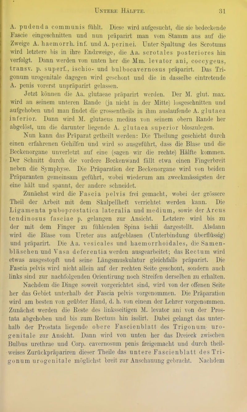 A. pudenda communis fühlt. Diese wird aufgesucht, die sie bedeckende Fascie eingeschnitten uud nun präparirt man vom Stamm aus auf die Zweige A. haemorrh. inf. und A. perinei. Unter Spaltung des Scrotums wird letztere bis in ihre Endzweige, die Aa. scrotales posteriores hin verfolgt. Dann werden von unten her die Mm. levator ani, coccygeus, trausv. p. superf., ischio- und bulbocavernosus präparirt. Das Tri- gonum urogenitale dagegen wird geschont und die in dasselbe eintretende A. penis vorerst unpräparirt gelassen. Jetzt können die Aa. glutaeae präparirt werden. Der M. glut. max. wird an seinem unteren Rande (ja nicht in der Mitte) losgeschnitten und aufgehoben und man findet die grossentlieils in ihm auslaufende A. glutaea inferior. Dann wird M. glutaeus medius von seinem obern Rande her abgelöst, um die darunter liegende A. glutaea superior bloszulegen. Nun kann das Präparat getheilt werden: Die Theilung geschieht durch einen erfahrenen Gehilfen und wird so ausgeführt, dass die Blase und die Beckenorgane unverletzt auf eine (sagen wir die rechte) Hälfte kommen. Der Schnitt durch die vordere Beckenwand fällt etwa einen Fingerbreit neben die Symphyse. Die Präparation der Beckenorgane wird von beiden Präparanten gemeinsam geführt, wobei wiederum am zweckmässigsten der eine hält und spannt, der andere schneidet. Zunächst wird die Fascia pelvis frei gemacht, wobei der grössere Theil der Arbeit mit dem Skalpellheft verrichtet werden kann. Die Ligamenta puboprostatica lateralia und medium, sowie der Arcus tendinosus fas eia e p. gelangen zur Ansicht. Letztere wird bis zu der mit dem Finger zu fühlenden Spina ischii dargestellt. Alsdann wird die Blase vom Ureter aus aufgeblasen (Unterbindung überflüssig) und präparirt. Die Aa. vesicales und haemorrhoidales, die Sanien- b 1 ä s c h e n und Vasa d e fe r e n t i a werden ausgearbeitet; das Reet u m wi rd etwas ausgestopft und seine Längsmuskulatur gleichfalls präparirt. Die Fascia pelvis wird nicht allein auf der rechten Seite geschont, sondern auch links sind zur nachfolgenden Orientiruug noch Streifen derselben zu erhalten. Nachdem die Dinge soweit vorgerichtet sind, wird von der offenen Seite her das Gebiet unterhalb der Fascia pelvis vorgenommen. Die Präparation wird am besten von geübter Hand, d. h. von einem der Lehrer vorgenommen. Zunächst werden die Reste des linksseitigen M. levator ani von der Pros- tata abgehoben und bis zum Rectum hin isolirt. Dabei gelangt das unter- halb der Prostata liegende obere Fascienblatt des Trigonum uro- genitale zur Ansicht. Dann wird von unten her das Dreieck zwischen Bulbus urethrae und Corp. cavernosum penis freigemacht und durch theil- weises Zurückpräpariren dieser Tlieile das untere Fascienblatt des Tri- gonum urogenitale möglichst breit zur Anschauung gebracht. Nachdem