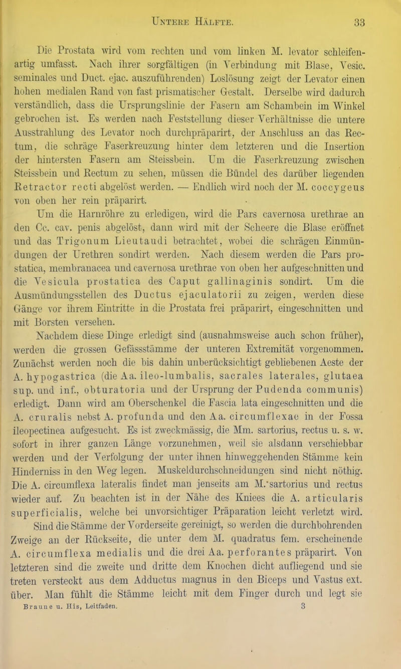 Die Prostata wird vom rechten und vom linken M. levator schleifen- artig umfasst. Nach ihrer sorgfältigen (in Verbindung mit Blase, Vesic. seminales und Duct. ejac. auszuführenden) Loslösung zeigt der Levator einen hohen medialen Band von fast prismatischer Gestalt. Derselbe wird dadurch verständlich, dass die Ursprungslinie der Fasern am Schambein im Winkel gebrochen ist. Es werden nach Feststellung dieser Verhältnisse die untere Ausstrahlung des Levator noch durclipräparirt, der Anschluss an das Rec- tum, die schräge Faserkreuzung hinter dem letzteren und die Insertion der hintersten Fasern am Steissbein. Um die Faserkreuzung zwischen Steissbein und Rectum zu sehen, müssen die Bündel des darüber liegenden Retractor recti abgelöst werden. — Endlich wird noch der M. coccygeus von oben her rein präparirt. Um die Harnröhre zu erledigen, wird die Pars cavernosa urethrae an den Cc. cav. penis abgelöst, dann wird mit der Scheere die Blase eröffnet und das Trigonum Lieutaudi betrachtet, wobei die schrägen Einmün- dungen der Urethren sondirt werden. Nach diesem werden die Pars pro- statica, membranacea und cavernosa urethrae von oben her aufgeschnitten und die Vesicula prostatica des Caput gallinaginis sondirt. Um die Ausmündungsstellen des Ductus ejaculatorii zu zeigen, werden diese Gänge vor ihrem Eintritte in die Prostata frei präparirt, eingeschnitten und mit Borsten versehen. Nachdem diese Dinge erledigt sind (ausnahmsweise auch schon früher), werden die grossen Gefässstämme der unteren Extremität vorgenommen. Zunächst werden noch die bis dahin unberücksichtigt gebliebenen Aeste der A. hypogastrica (die Aa. ileo-lumbalis, sacrales laterales, glutaea sup. und inf., obturatoria und der Ursprung der Pudenda communis) erledigt. Dann wird am Oberschenkel die Fascia lata eingeschnitten und die A. cruralis nebst A. profunda und den Aa. circumflexae in der Fossa ileopectinea aufgesucht. Es ist zweckmässig, die Mm. sartorius, rectus u. s. w. sofort in ihrer ganzen Länge vorzunehmen, weil sie alsdann verschiebbar werden und der Verfolgung der unter ihnen hinweggehenden Stämme kein Hinderniss in den Weg legen. Muskeldurchschneidungen sind nicht nötliig. Die A. circumflexa lateralis findet man jenseits am M.* sartorius und rectus wieder auf. Zu beachten ist in der Nähe des Kniees die A. articularis superficialis, welche bei unvorsichtiger Präparation leicht verletzt wird. Sind die Stämme der Vorderseite gereinigt, so werden die durchbohrenden Zweige an der Rückseite, die unter dem M. quadratus fern, erscheinende A. circumflexa medialis und die drei Aa. perforantes präparirt. Von letzteren sind die zweite und dritte dem Knochen dicht aufliegend und sie treten versteckt aus dem Adductus magnus in den Biceps und Vastus ext. über. Man fühlt die Stämme leicht mit dem Finger durch und legt sie Braune u. His, Leitfaden. 3
