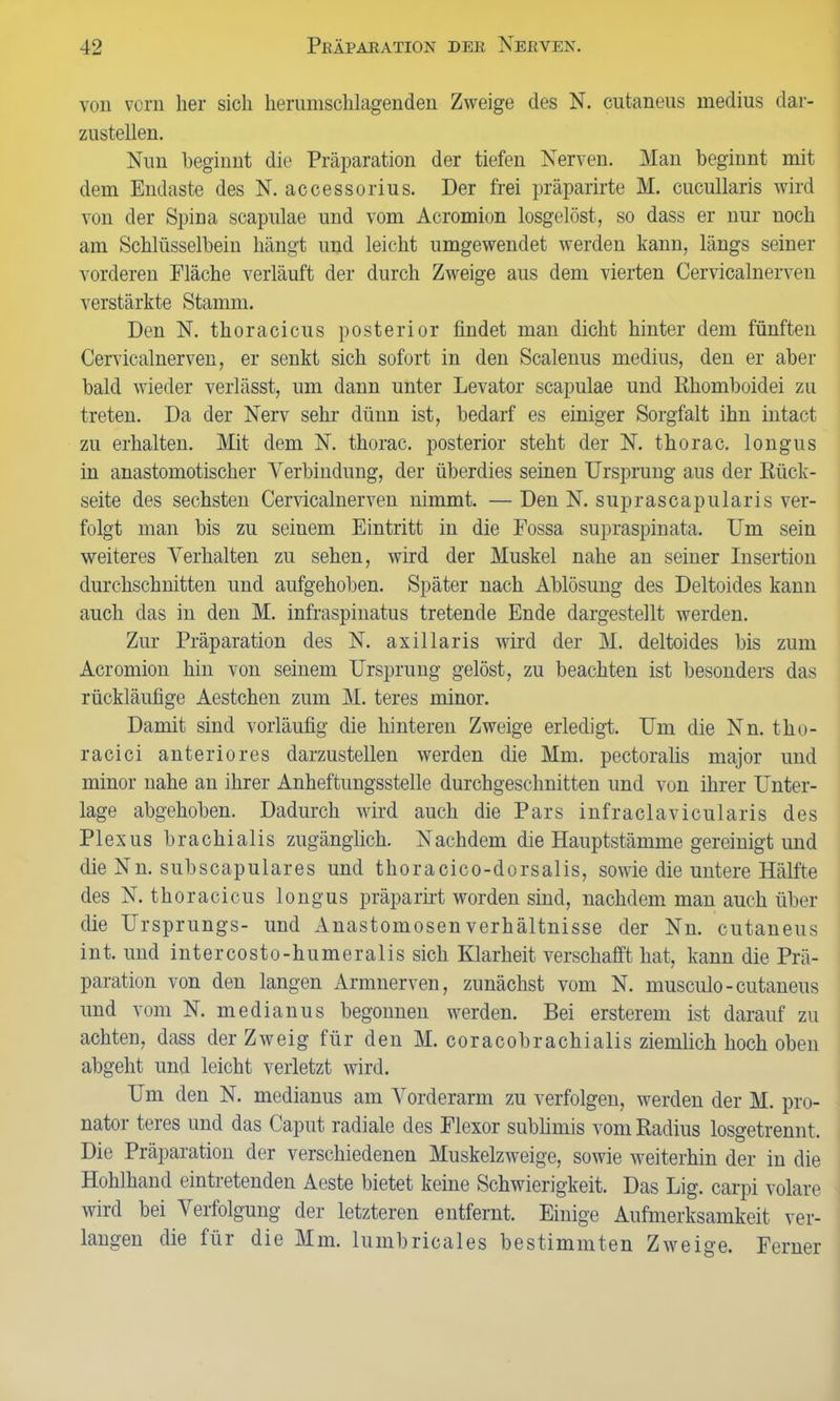 von vorn her sich heramschlagenden Zweige des N. cutanens medius dar- zustellen. Nun beginnt die Präparation der tiefen Nerven. Man beginnt mit dem Endaste des N. accessorius. Der frei präparirte M. cucullaris wird von der Spina scapulae und vom Acromion losgelöst, so dass er nur noch am Schlüsselbein hängt und leicht umgewendet werden kann, längs seiner vorderen Fläche verläuft der durch Zweige aus dem vierten Cervicalnerveu verstärkte Stamm. Den N. thoracicus posterior findet man dicht hinter dem fünften Cervicalnerveu, er senkt sich sofort in den Scalenus medius, den er aber bald wieder verlässt, um dann unter Levator scapulae und Rhomboidei zu treten. Da der Nerv sehr dünn ist, bedarf es einiger Sorgfalt ihn intact zu erhalten. Mit dem N. thorac. posterior steht der N. thorac. longus in anastomotischer Verbindung, der überdies seinen Ursprung aus der Rück- seite des sechsten Cervicalnerveu nimmt. — Den N. suprascapularis ver- folgt man bis zu seinem Eintritt in die Fossa supraspinata. Um sein weiteres Verhalten zu sehen, wird der Muskel nahe an seiner Insertion durchschnitten und aufgehoben. Später nach Ablösung des Deltoides kann auch das in den M. infraspinatus tretende Ende dargestellt werden. Zur Präparation des N. axillaris wird der M. deltoides bis zum Acromion hin von seinem Ursprung gelöst, zu beachten ist besonders das rückläufige Aestchen zum M. teres minor. Damit sind vorläufig die hinteren Zweige erledigt. Um die Nn. tho- racici anteriores darzustellen werden die Mm. pectoralis major und minor nahe an ihrer Anheftungsstelle durchgeschnitten und von ihrer Unter- lage abgehoben. Dadurch wird auch die Pars infraclavicularis des Plexus brachialis zugänglich. Nachdem die Hauptstämme gereinigt und dieNn. subscapulares und thoracico-dorsalis, sowie die untere Hälfte des N. thoracicus longus präparirt worden sind, nachdem man auch über die Ursprungs- und AnastomosenVerhältnisse der Nn. cutaneus int. und intercosto-humeralis sich Klarheit verschafft hat, kann die Prä- paration von den langen Armnerven, zunächst vom N. musculo-cutaneus und vom N. medianus begonnen werden. Bei ersterem ist darauf zu achten, dass der Zweig für den M. coracobrachialis ziemlich hoch oben abgeht und leicht verletzt wird. Um den N. medianus am Vorderarm zu verfolgen, werden der M. pro- nator teres und das Caput radiale des Flexor sublimis vom Radius losgetrennt. Die Präparation der verschiedenen Muskelzweige, sowie weiterhin der in die Hohlhand eintretenden Aeste bietet keine Schwierigkeit. Das Lig. carpi volare wird bei Verfolgung der letzteren entfernt. Einige Aufmerksamkeit ver- langen die für die Mm. lumbricales bestimmten Zweige. Ferner