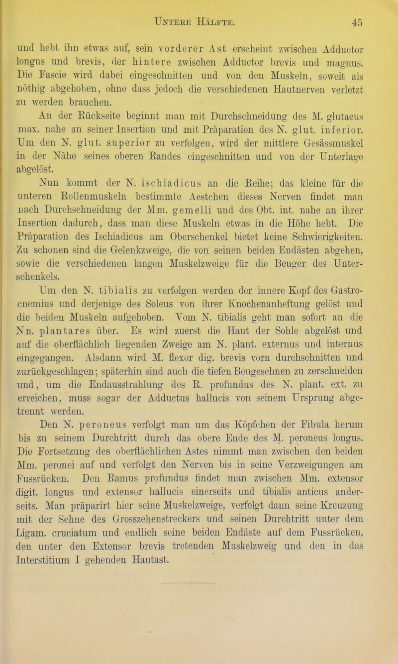 und liebt ihn etwas auf, sein vorderer Ast erscheint zwischen Adductor longus und brevis, der hintere zwischen Adductor brevis und magnus. Die Fascie wird dabei eingeschnitten und von den Muskeln, soweit als nöthig abgehoben, ohne dass jedoch die verschiedenen Hautnerven verletzt zu werden brauchen. An der Rückseite beginnt man mit Durchschneidung des M. glutaeus max. nahe an seiner Insertion und mit Präparation des N. glut. inferior. Um den N. glut. superior zu verfolgen, wird der mittlere Gesässmuskel in der Nähe seines oberen Randes eingeschnitten und von der Unterlage abgelöst. Nun kommt der N. ischiadicus an die Reihe; das kleine für die unteren Rollenmuskeln bestimmte Aestchen dieses Nerven findet man nach Durchschneidung der Mm. gemelli und des Obt. int. nahe an ihrer Insertion dadurch, dass man diese Muskeln etwas in die Höhe hebt. Die Präparation des Ischiadicus am Oberschenkel bietet keine Schwierigkeiten. Zu schonen sind die Gelenkzweige, die von seinen beiden Endästen abgehen, sowie die verschiedenen langen Muskelzweige für die Beuger des Unter- schenkels. Um den N. tibialis zu verfolgen werden der innere Kopf des Gastro- cnemius und derjenige des Soleus von ihrer Knochenanheftung gelöst und die beiden Muskeln aufgehoben. Vom N. tibialis geht man sofort an die Nn. plantares über. Es wird zuerst die Haut der Sohle abgelöst und auf die oberflächlich liegenden Zweige am N. plant, externus und internus eingegangen. Alsdann wird M. flexor dig. brevis vorn durchschnitten und zurückgeschlagen; späterhin sind auch die tiefen Beugesehnen zu zerschneiden und, um die Endausstrahlung des R. profundus des N. plant, ext. zu erreichen, muss sogar der Adductus hallucis von seinem Ursprung abge- trennt werden. Den N. peroneus verfolgt man um das Köpfchen der Fibula herum bis zu seinem Durchtritt durch das obere Ende des M. peroneus longus. Die Fortsetzung des oberflächlichen Astes nimmt man zwischen den beiden Mm. peronei auf und verfolgt den Nerven bis in seine Verzweigungen am Fussrücken. Den Ramus profundus findet man zwischen Mm. extensor digit. longus und extensor hallucis einerseits und tibialis anticus ander- seits. Man präparirt hier seine Muskelzweige, verfolgt dann seine Kreuzung mit der Sehne des Grosszehenstreckers und seinen Durchtritt unter dem Ligam. cruciatum und endlich seine beiden Endäste auf dem Fussrücken, den unter den Extensor brevis tretenden Muskelzweig und den in das Interstitium I gehenden Hautast.