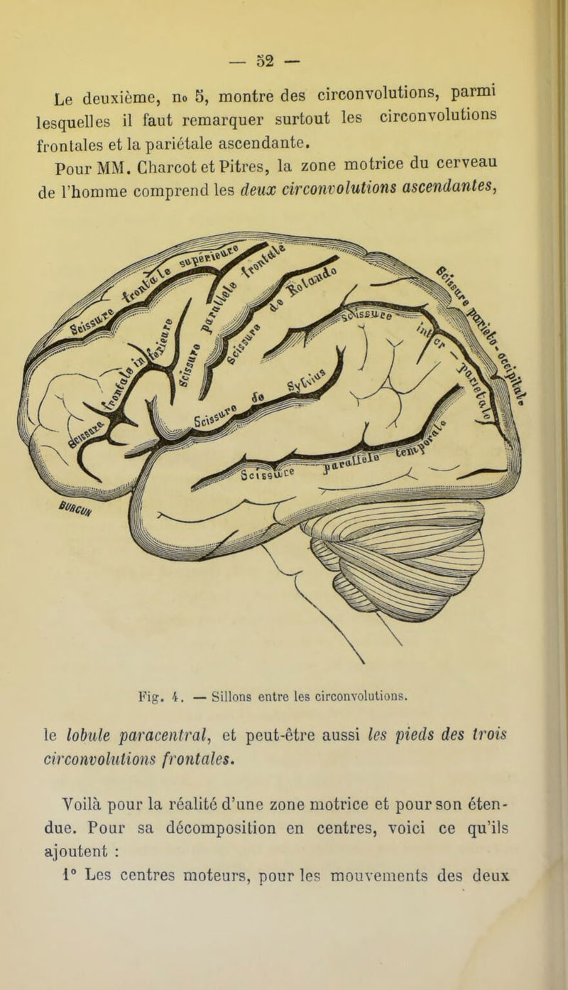 Le deuxième, no 5, montre des circonvolutions, parmi lesquelles il faut remarquer surtout les circonvolutions frontales et la pariétale ascendante. Pour MM. Charcot et Pitres, la zone motrice du cerveau de l’homme comprend les deux circonvolutions ascendantes, Fig. 4. — Sillons entre les circonvolutions. le lobule paracentral, et peut-être aussi les pieds des trois circonvolutions frontales. Voilà pour la réalité d’une zone motrice et pour son éten- due. Pour sa décomposition en centres, voici ce qu’ils ajoutent : 1° Les centres moteurs, pour les mouvements des deux