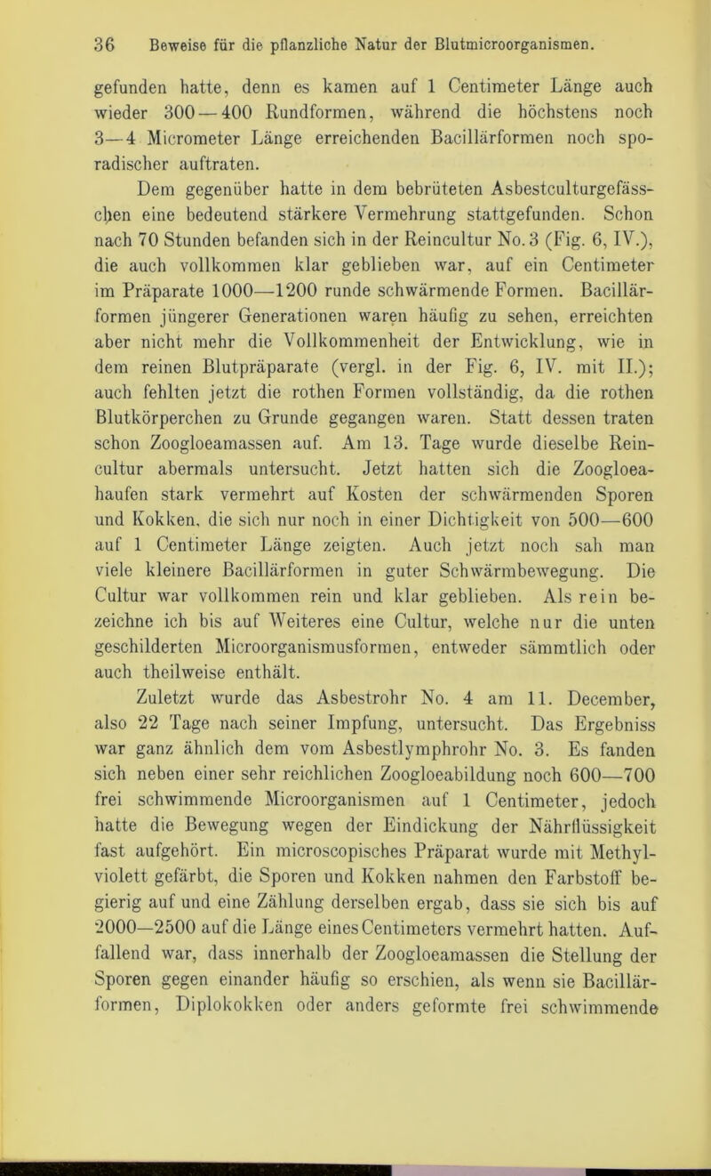 gefunden hatte, denn es kamen auf 1 Centimeter Länge auch wieder 300 — 400 Rundformen, während die höchstens noch 3—4 Micrometer Länge erreichenden Bacillärformen noch spo- radischer auftraten. Dem gegenüber hatte in dem bebrüteten Asbestculturgefäss- clien eine bedeutend stärkere Vermehrung stattgefunden. Schon nach 70 Stunden befanden sich in der Reincultur No. 3 (Fig. 6, IV.), die auch vollkommen klar geblieben war, auf ein Centimeter im Präparate 1000—1200 runde schwärmende Formen. Bacillär- formen jüngerer Generationen waren häufig zu sehen, erreichten aber nicht mehr die Vollkommenheit der Entwicklung, wie in dem reinen Blutpräparate (vergl. in der Fig. 6, IV. mit II.); auch fehlten jetzt die rothen Formen vollständig, da die rothen Blutkörperchen zu Grunde gegangen waren. Statt dessen traten schon Zoogloeamassen auf. Am 13. Tage wurde dieselbe Rein- cultur abermals untersucht. Jetzt hatten sich die Zoogloea- haufen stark vermehrt auf Kosten der schwärmenden Sporen und Kokken, die sich nur noch in einer Dichtigkeit von 500—600 auf 1 Centimeter Länge zeigten. Auch jetzt noch sah man viele kleinere Bacillärformen in guter Schwärmbewegung. Die Cultur war vollkommen rein und klar geblieben. Als rein be- zeichne ich bis auf Weiteres eine Cultur, welche nur die unten geschilderten Microorganismusformen, entweder sämmtlich oder auch theilweise enthält. Zuletzt wurde das Asbestrohr No. 4 am 11. December, also 22 Tage nach seiner Impfung, untersucht. Das Ergebniss war ganz ähnlich dem vom Asbestlymphrohr No. 3. Es fanden sich neben einer sehr reichlichen Zoogloeabildung noch 600—700 frei schwimmende Microorganismen auf 1 Centimeter, jedoch hatte die Bewegung wegen der Eindickung der Nährllüssigkeit fast aufgehört. Ein microscopisches Präparat wurde mit Methyl- violett gefärbt, die Sporen und Kokken nahmen den Farbstoff be- gierig auf und eine Zählung derselben ergab, dass sie sich bis auf 2000—2500 auf die Länge eines Centimeters vermehrt hatten. Auf- fallend war, dass innerhalb der Zoogloeamassen die Stellung der Sporen gegen einander häufig so erschien, als wenn sie Bacillär- formen, Diplokokken oder anders geformte frei schwimmende