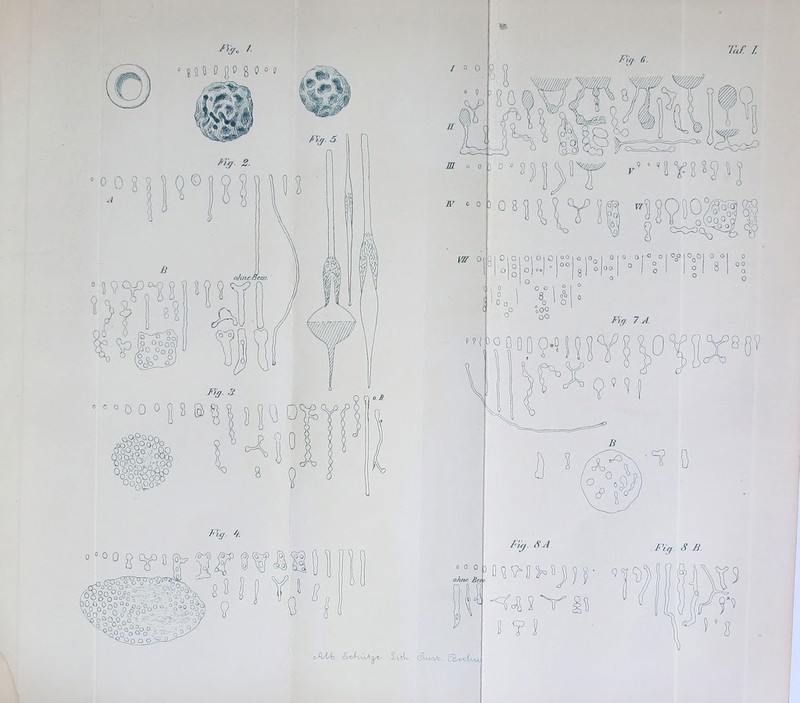 Ws F,g„ 7. • ° o ? s 1 ß 0 O 0 0 0 Ä°o°0Oo °Oogo^ F'üj. //. 0 0 0 0 8^8 ($!<§» vO O°0.0nc5 r---' 9^0 0° 0„° o?°o• o V o un 9 . Fitf. (i. Tai: / TR o o W oo Vff 0| i 0 I 0 O Ol Oi 0 o0 O io„ I 0 10-01 |HU° o)«| • °° Johl ° | Ol Ol o o] 00 O ° \0O I 0 I 0 0 I ° 0 I °o° I °o°| 0 ° o o loo 00 0 o 0 ° \ o 8 o°o n 1 C\ 0 o I ° 0 O °o0° o oo Fig. 7 st. 0 0 o 0.9 D s /h^,c? ö o C9 0 0 0 ohne Bei > cAVo. cmxPviaA^t, eS,ivoA>- Si-wCvu Fig. SB. Fig. S B. » ? I