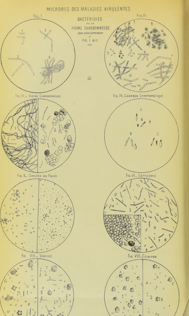 MICROBES DES MALADIES VIRULENTES
