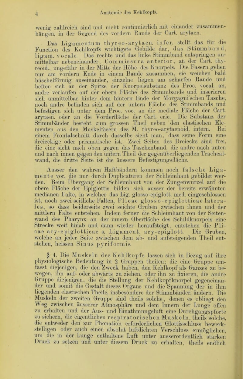 wenig zahlreich sind und nicht, continuierlich mit einander Zusammen- hängen, in der Gegend des vordem Rands der Gart, arytaen. Das Ligamentum thyreo-arytaen. infer. stellt das für die Function des Kehlkopfs wichtigste Gebilde dar, das Stimmband, ligam. vocale. Das rechte und das linke Stimmband entspringen un- mittelbar nebeneinander, Commissura anterior, an der Gart, thy- reoid., ungefähr in der Mitte der Höhe des Knorpels. Die Fasern gehen nur am vordem Ende in einem Bande zusammen, sie weichen bald büschelförmig auseinander, einzelne liegen am scharten Rande und heften sich an der Spitze der Knorpelsubstanz des Proc. vocal. an, andre verlaufen auf der obern Fläche des Stimmbands und inserieren sich unmittelbar hinter dem hintern Ende der Morgagni’schen Tasche, noch andre befinden sich auf der untern Fläche des Stimmbands und befestigen sich unter dem Proc. voc. an die mediale Fläche der Cart. arytaen. oder an die Vorderfläche der Gart. cric. Die Substanz der Stimmbänder besteht zum grossen Tlieil neben den elastischen Ele- menten aus den Muskelfasern des M. thyreo-arytaenoid. intern. Bei einem Frontalschnitt durch dasselbe sieht man, dass seine Form eine dreieckige oder prismatische ist. Zwei Seiten des Dreiecks sind frei, die eine sieht nach oben gegen das Taschenband, die andre nach unten und nach innen gegen den untern Tlieil der gegenüberliegenden Tracheal- wand, die dritte Seite ist die äussere Befestigungsfläche. Ausser den wahren Haftbändern kommen noch falsche Liga- mente vor, die nur durch Duplicaturen der Schleimhaut gebildet wer- den. Beim Übergang der Schleimhaut von der Zungenwurzel auf die obere Fläche der Epiglottis Hilden sich ausser der bereits erwähnten medianen Falte, in welcher das Lig. glosso-epiglott. med. eingeschlossen ist, noch zwei seitliche Falten, Plicae glosso-epiglotticae latera- les, so dass beiderseits zwei seichte Gruben zwischen ihnen und der mittlern Falte entstehen. Indem ferner die Schleimhaut von der Seiten- wand des Pharynx an der innern Oberfläche des Schildknorpels eine Strecke weit hinab und dann wieder heraufsteigt, entstehen die Pli- cae ary-epiglotticae s. Ligament, ary-epiglott. Die Gruben, welche an jeder Seite zwischen dem ab- und aufsteigenden Tlieil ent- stehen, heissen Sinus pyriformis. § 4. Die Muskeln des Kehlkopfs lassen sich in Bezug auf ihre physiologische Bedeutung in 2 Gruppen theilen: die eine Gruppe um- fasst diejenigen, die den Zweck haben, den Kehlkopf als Ganzes zu be- wegen, ihn auf- oder abwärts zu ziehen, oder ihn zu fixieren, die andre Gruppe diejenigen, die die Stellung der Kehlkopfknorpel gegeneinan- der und somit die Gestalt dieses Organs und die Spannung der in ihm liegenden elastischen Theile, insbesondere der Stimmbänder, ändern. Die Muskeln der zweiten Gruppe sind theils solche, denen es obliegt den Weg zwischen äusserer Atmosphäre und dem Innern der Lunge offen zu erhalten und der Aus- und Einathmungsluft eine Durchgangspforte zu sichern, die eigentlichen respiratorischen Muskeln, theils solche, die entweder den zur Phonation erforderlichen Glottisschluss bewerk- stelligen oder auch einen absolut luftdichten Verschluss ermöglichen, um die in der Lunge enthaltene Luft unter ausserordentlich starken Druck zu setzen und unter diesem Druck zu erhalten, theils endlich