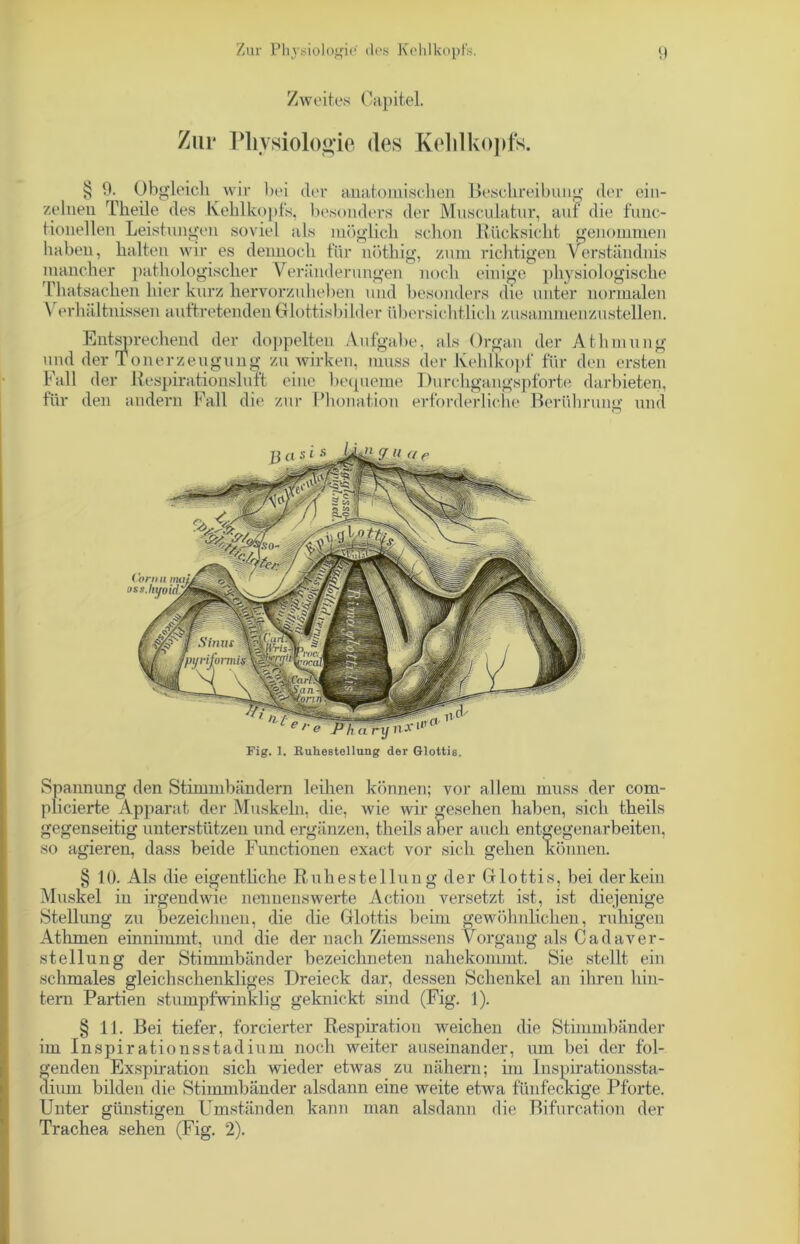 Zweites Capitel. Ziu* Physiologie des Kehlkopfs. § 9. Obgleich wir bei cler anatomischen Beschreibung der ein- zelnen Theile des Kehlkopfs, besonders der Musculatur, auf die func- tionellen Leistungen soviel als möglich schon Rücksicht genommen haben, halten wir es dennoch für nöthig, zum richtigen Verständnis mancher pathologischer Veränderungen noch einige physiologische Thatsachen hier kurz hervorzuheben und besonders die unter normalen \ erhältnissen auftretenden Glottisbilder übersichtlich zusammenzustellen. Entsprechend der doppelten Aufgabe, als Organ der Athmung und der Tonerzeugung zu wirken, muss der Kehlkopf für den ersten Fall der Respirationsluft eine bequeme Durchgangspforte darbieten, für den andern Fall die zur Phonation erforderliche Berührung und o Fig. 1. Ruhestellung der Glottis. Spannung den Stimmbändern leihen können; vor allem muss der com- plicierte Apparat der Muskeln, die, wie wir gesehen haben, sich theils gegenseitig unterstützen und ergänzen, theils aber auch entgegenarbeiten, so agieren, dass beide Functionen exact vor sich gehen können. § 10. Als die eigentliche Ruhestellung der Glottis, bei der kein Muskel in irgendwie nennenswerte Action versetzt ist, ist diejenige Stellung zu bezeichnen, die die Glottis beim gewöhnlichen, ruhigen Athmen einnimmt, und die der nach Ziemssens Vorgang als Ca da Ver- stellung der Stimmbänder bezeichneten nahekommt. Sie stellt ein schmales gleichschenkliges Dreieck dar, dessen Schenkel an ihren hin- tern Partien stumpfwinklig geknickt sind (Fig. 1). § 11. Bei tiefer, forcierter Respiration weichen die Stimmbänder im Inspirationsstadium noch weiter auseinander, um bei der fol- genden Exspiration sich wieder etwas zu nähern; im Inspirationssta- dium bilden die Stimmbänder alsdann eine weite etwa fünfeckige Pforte. Unter günstigen Umständen kann man alsdann die Bifurcation der Trachea sehen (Fig. 2).