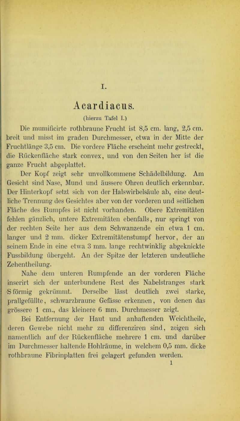 Acardiacus. (hierzu Tafel I.) Die mumificirte rothbraune Frucht ist 8,5 cm. lang, 2,5 cm. breit und misst im graden Durchmesser, etwa in der Mitte der Fruchtlänge 3,5 cm. Die vordere Fläche erscheint mehr gestreckt, die Rückenfläche stark convex, und von den Seiten her ist die ganze Frucht abgeplattet. Der Kopf zeigt sehr unvollkommene Schädelbildung. Am Gesicht sind Nase, Mund und äussere Ohren deutlich erkennbar. Der Hinterkopf setzt sich von der Halswirbelsäule ab, eine deut- liche Trennung des Gesichtes aber von der vorderen und seitlichen Fläche des Rumpfes ist nicht vorhanden. Obere Extremitäten fehlen gänzlich, untere Extremitäten ebenfalls, nur springt von der rechten Seite her aus dem Schwanzende ein etwa 1 cm. langer und 2 mm. dicker Extremitätenstumpf hervor, der an seinem Ende in eine etwa 3 mm. lange rechtwinklig abgeknickte Fussbildung übergeht. An der Spitze der letzteren undeutliche Zehentheilung. Nahe dem unteren Rumpfende an der vorderen Fläche inserirt sich der unterbundene Rest des Nabelstranges stark S förmig gekrümmt. Derselbe lässt deutlich zwei starke, prallgefüllte, schwarzbraune Gefässe erkennen, von denen das grössere 1 cm., das kleinere G mm. Durchmesser zeigt. Bei Entfernung der Haut und anhaftenden Weichtheile, deren Gewebe nicht mehr zu differenziren sind, zeigen sich namentlich auf der Rückenfläche mehrere 1 cm. und darüber im Durchmesser haltende Hohlräume, in welchem 0,5 mm. dicke rothbraune Fibrinplatten frei gelagert gefunden werden. 1